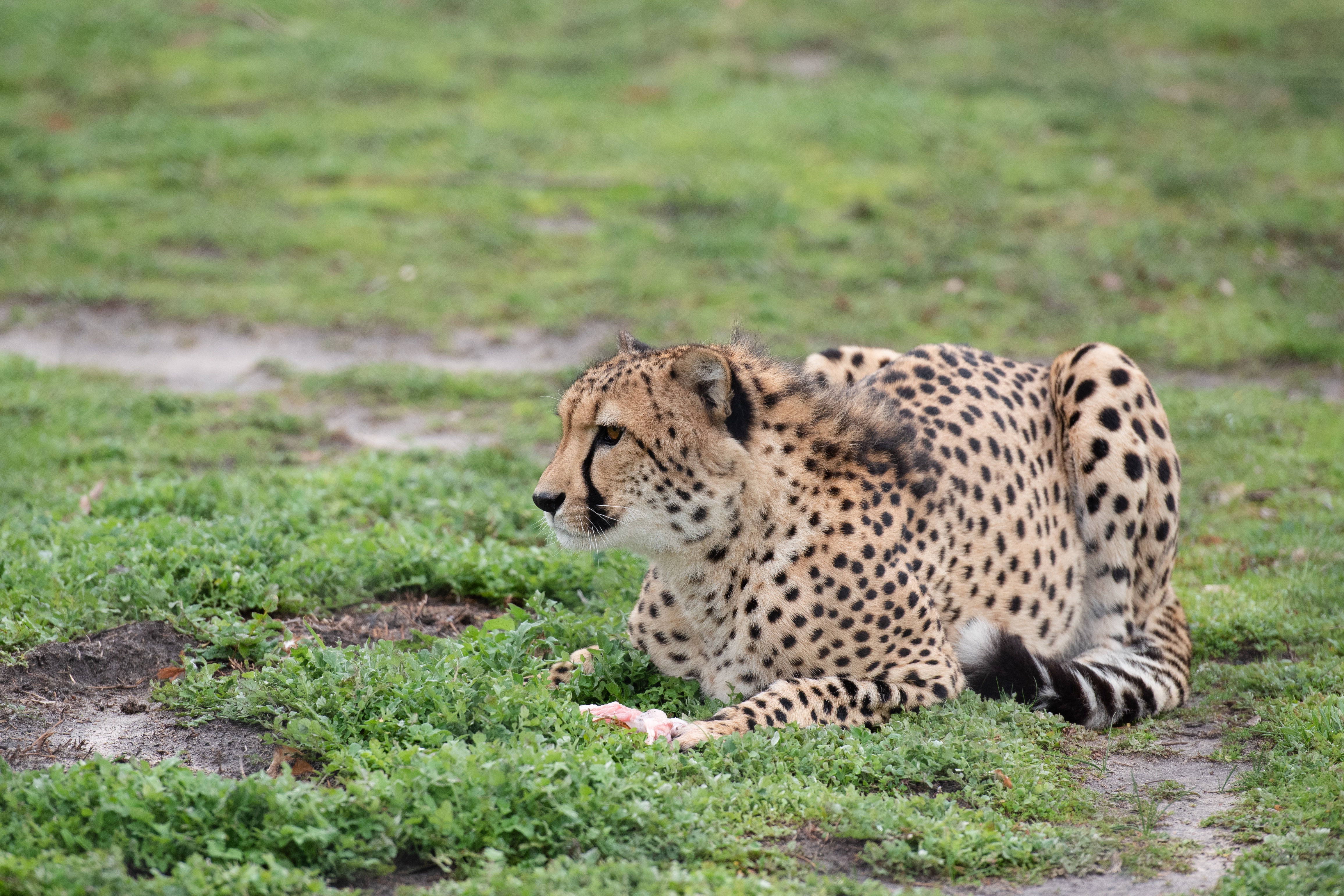 Фото бесплатно животные, гепард, укладка