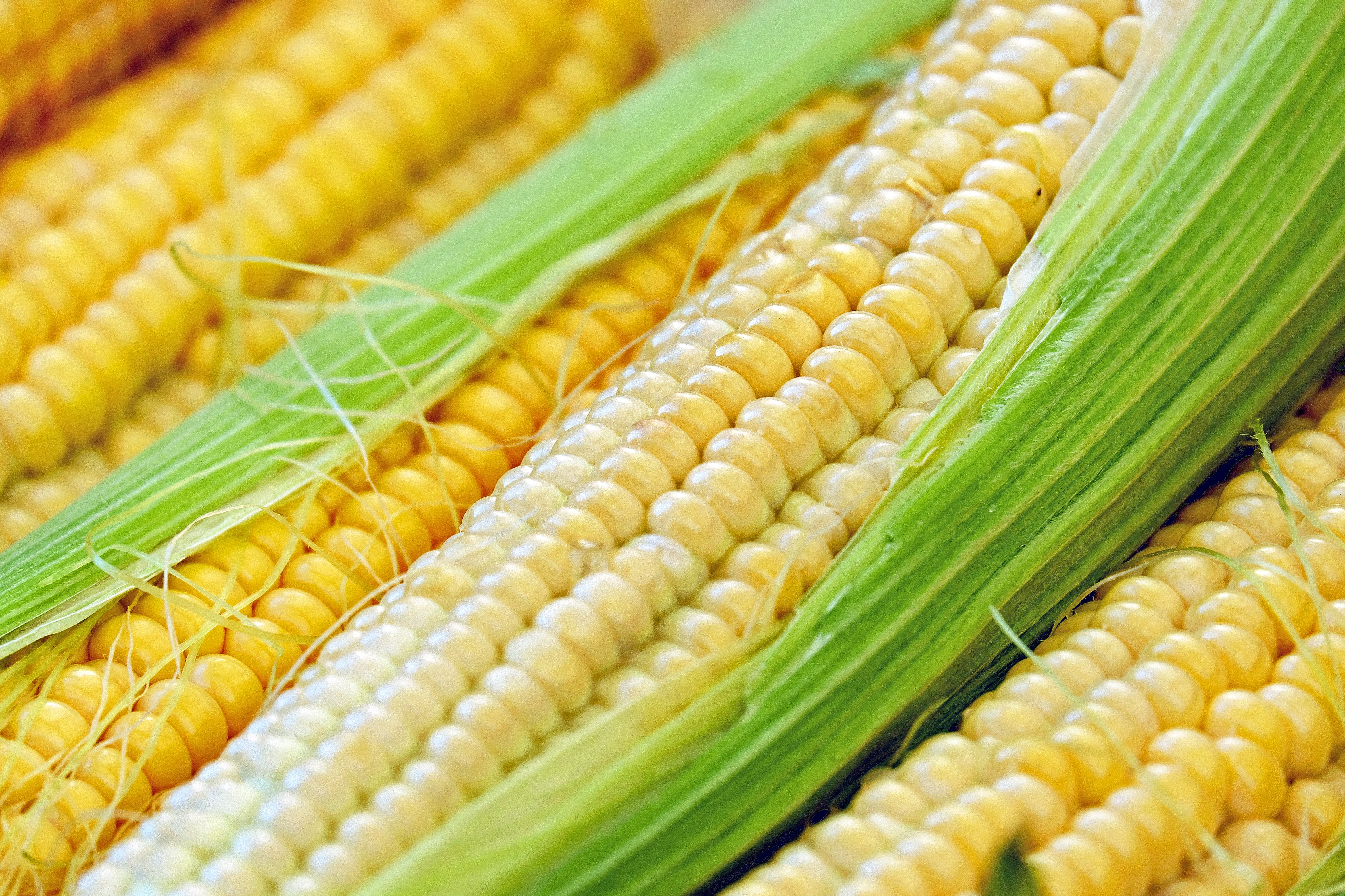 Free photo Freshly picked corn