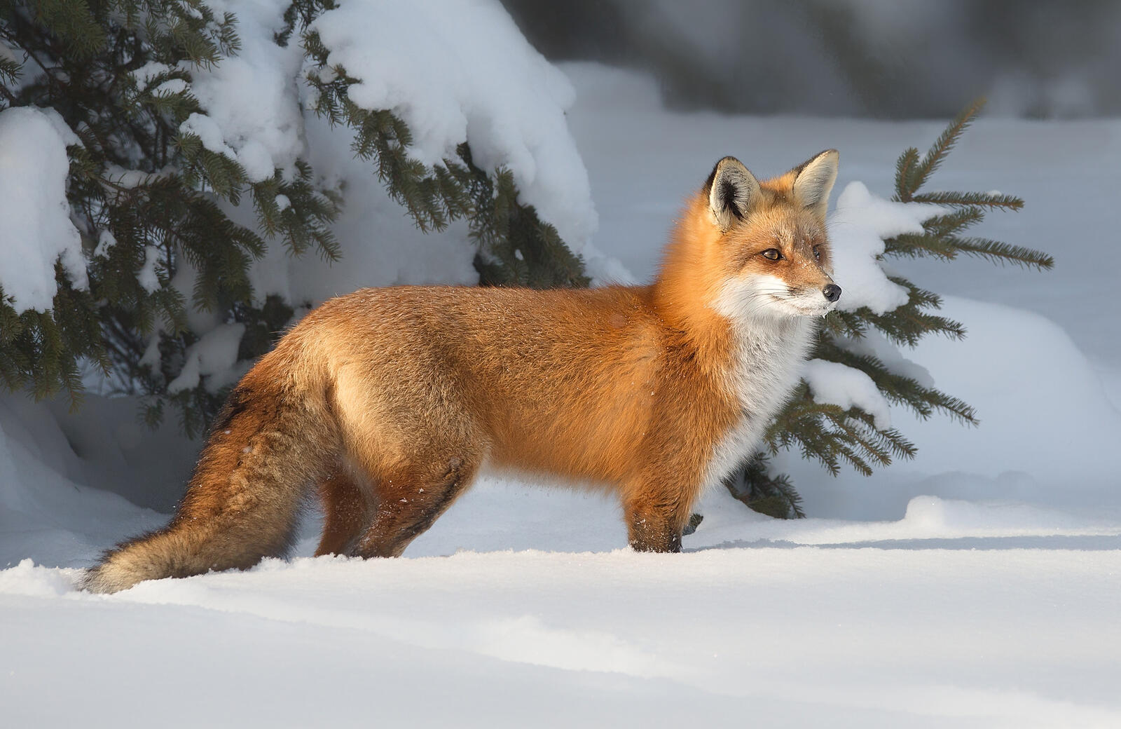 Wallpapers winter fox fox on the desktop
