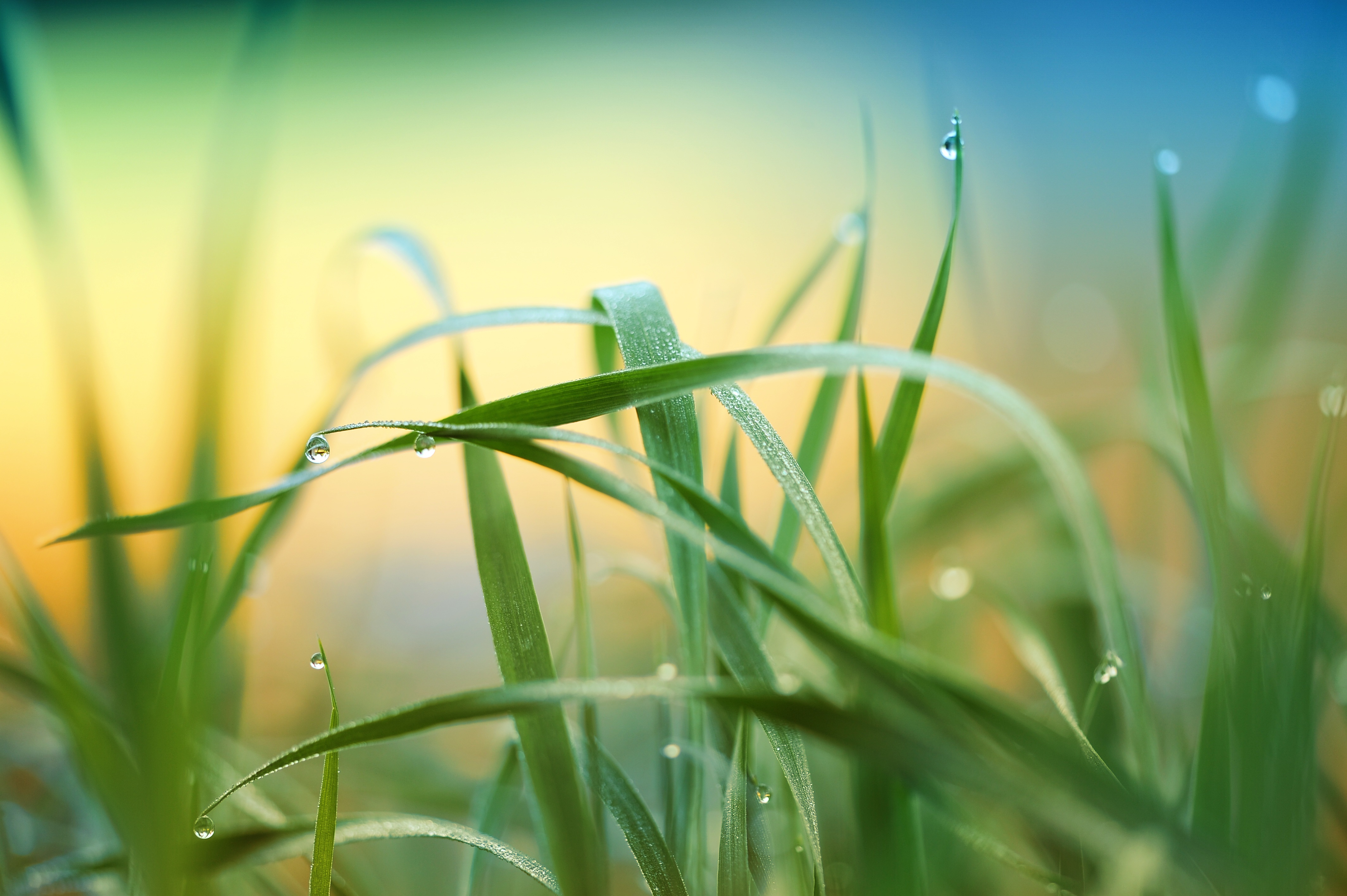 Photo free macro, green grass, drops of water