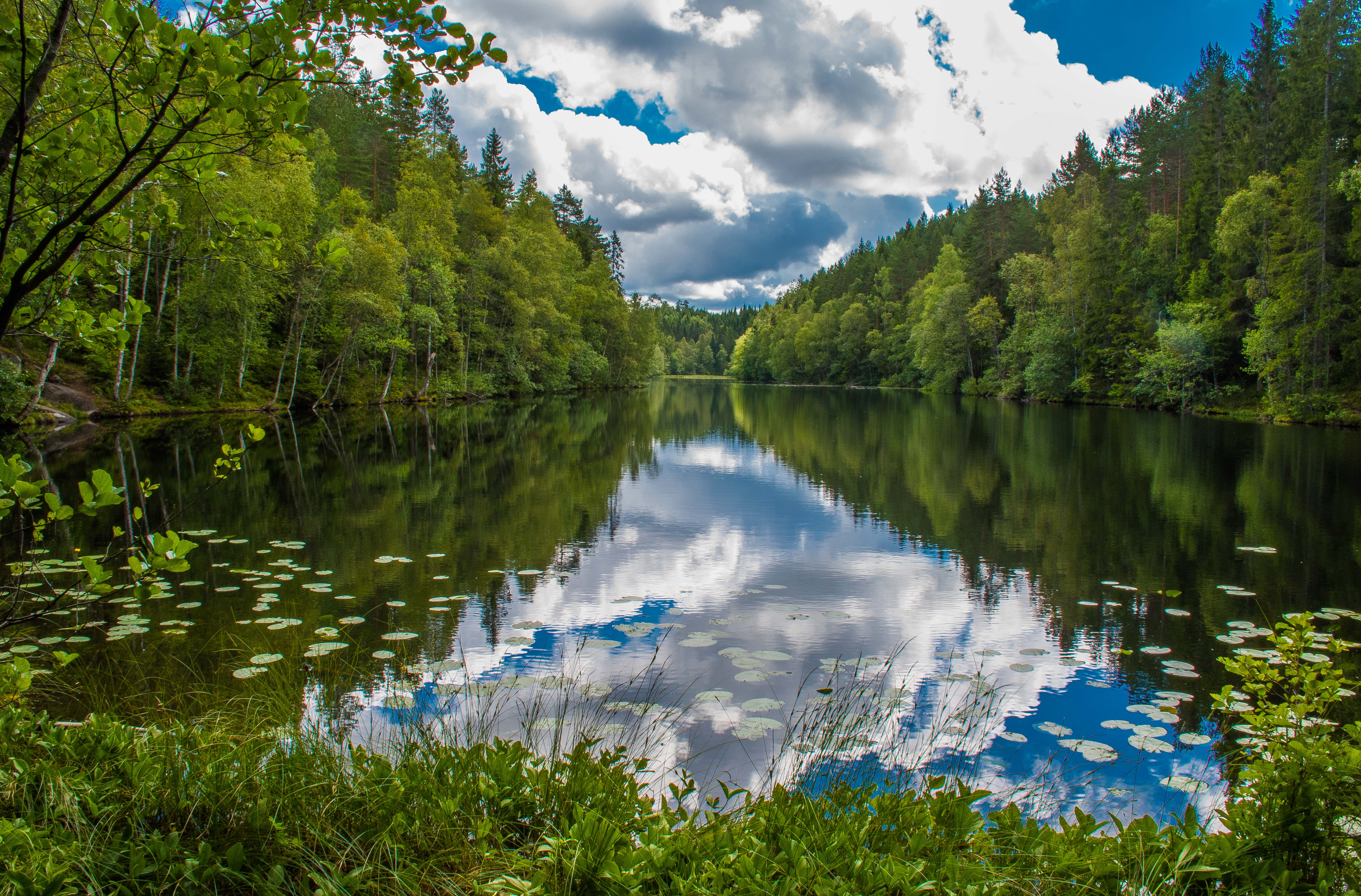 Фото бесплатно водоём, озеро, зеленая листва