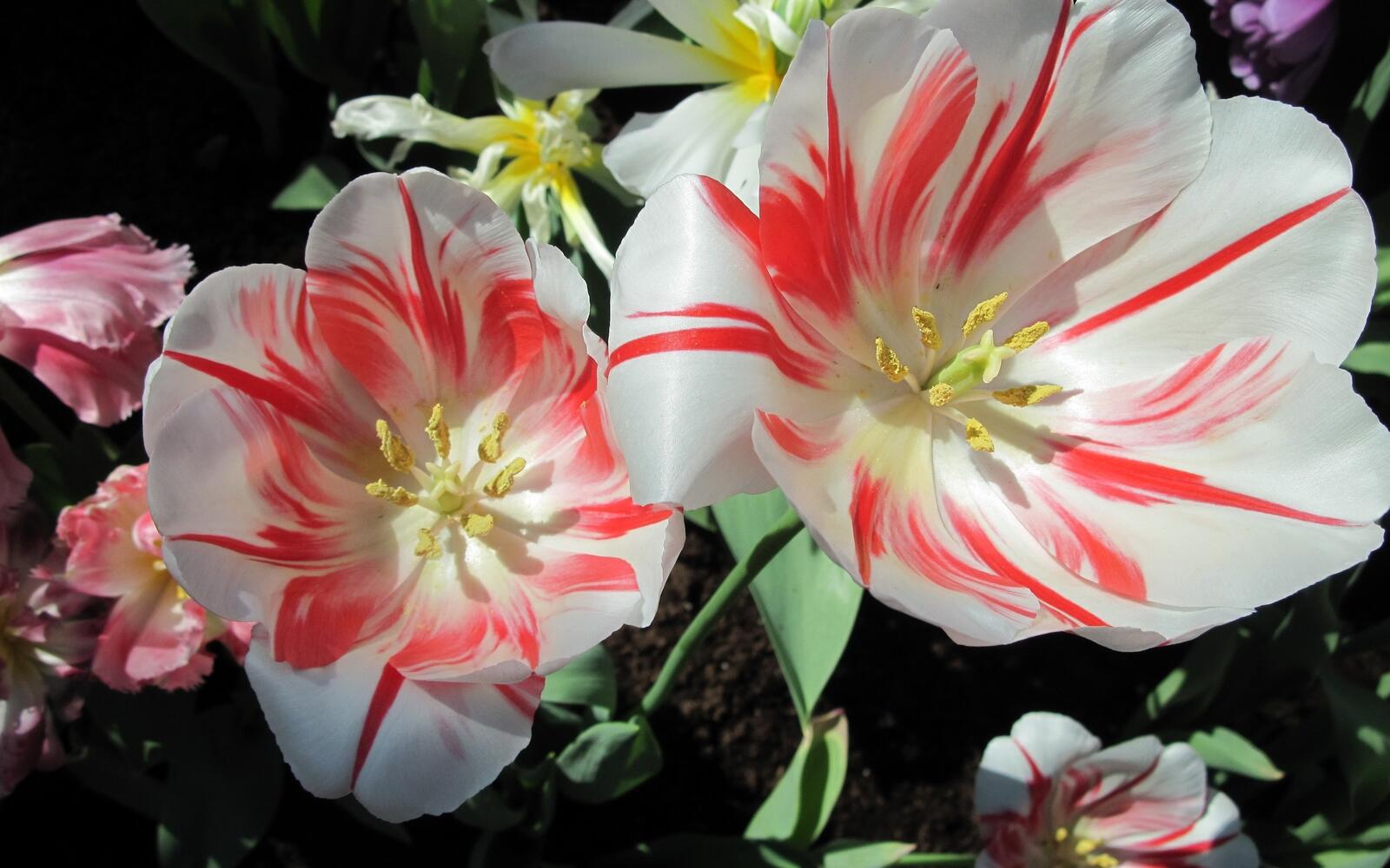 Обои странные тюльпаны белые и красные лепестки на рабочий стол