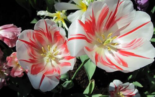 странные тюльпаны белые и красные лепестки