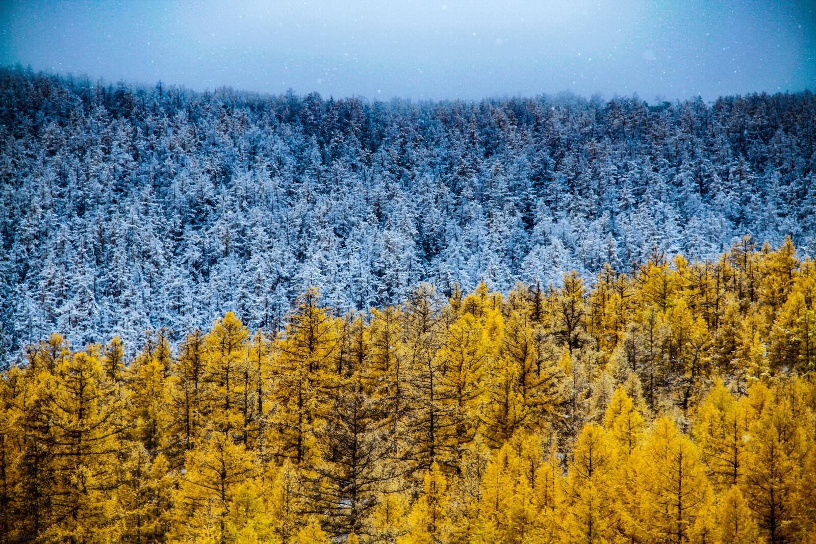 Обои зима осень лесной массив на рабочий стол