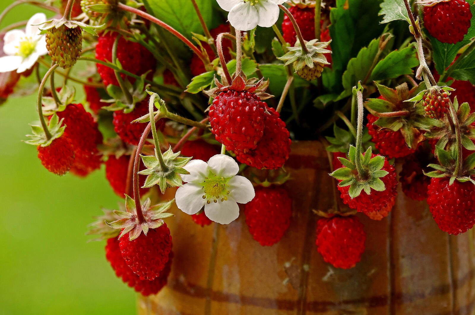 Wallpapers strawberries berries flowers on the desktop