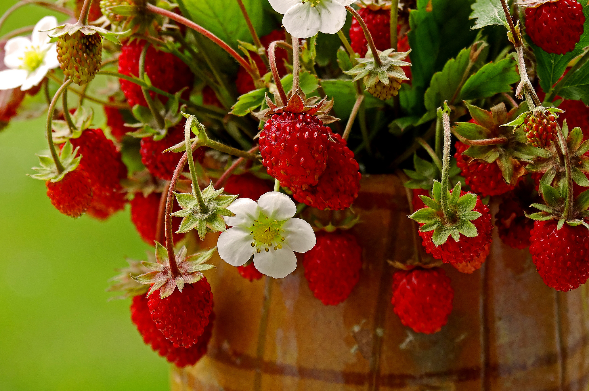 Фото бесплатно земляника, ягоды, цветы