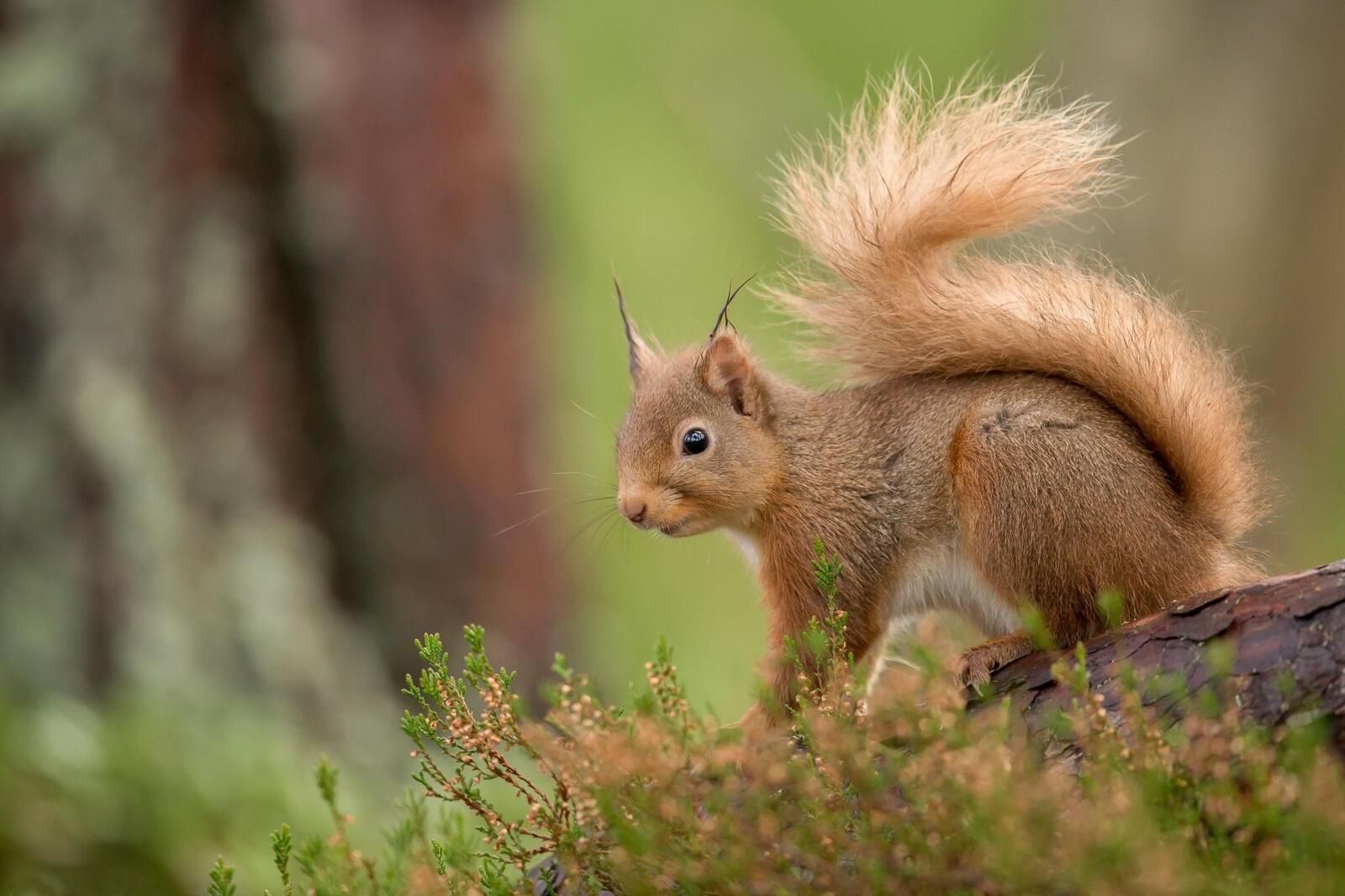 Free photo Saver squirrel, a genus of rodents of the squirrel family to your desktop