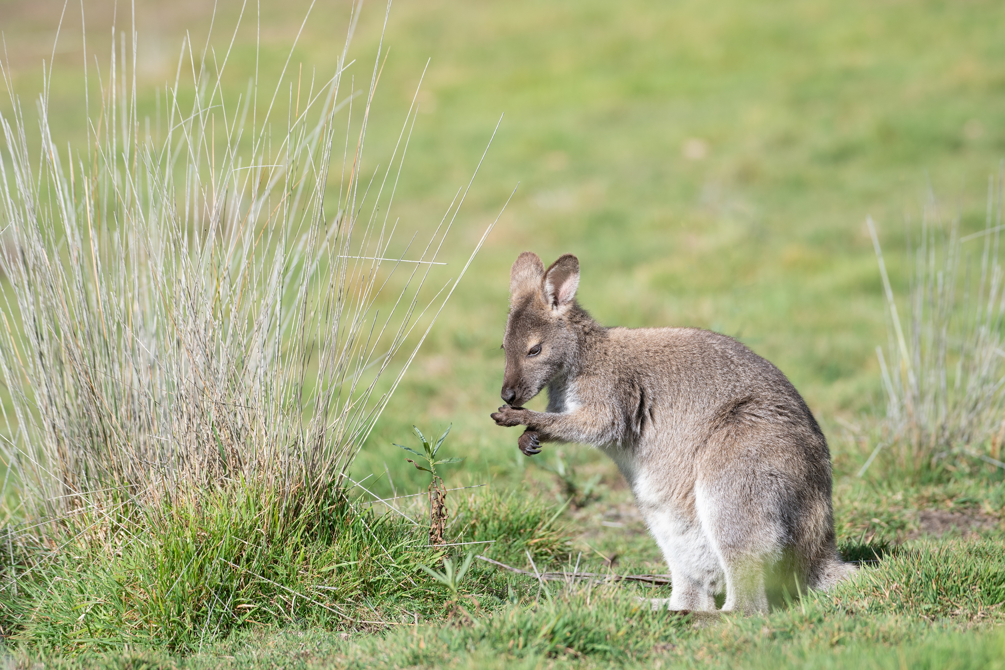 Фото бесплатно животное, кенгуру, сторона