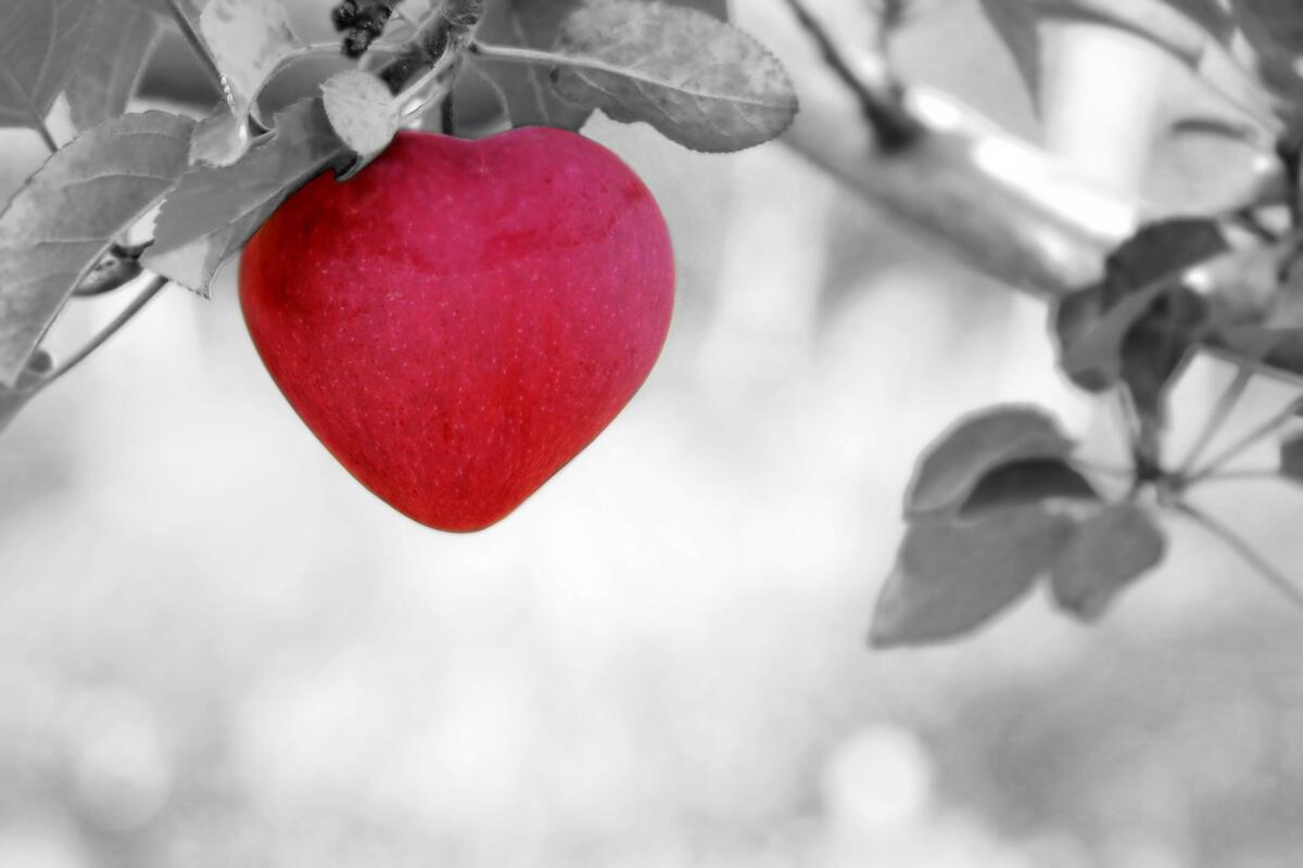 A red apple in the shape of a heart