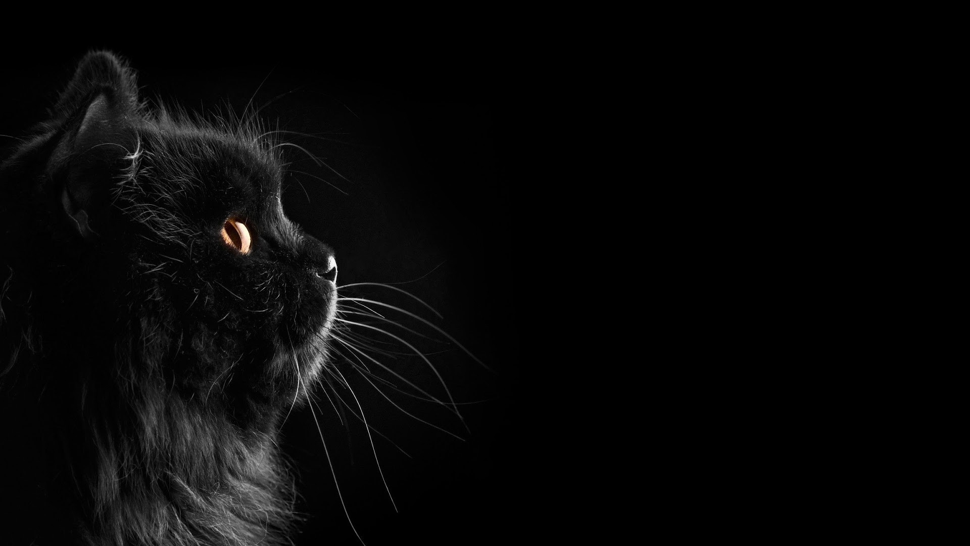 Обои черная кошка домашняя кошка величественная на рабочий стол