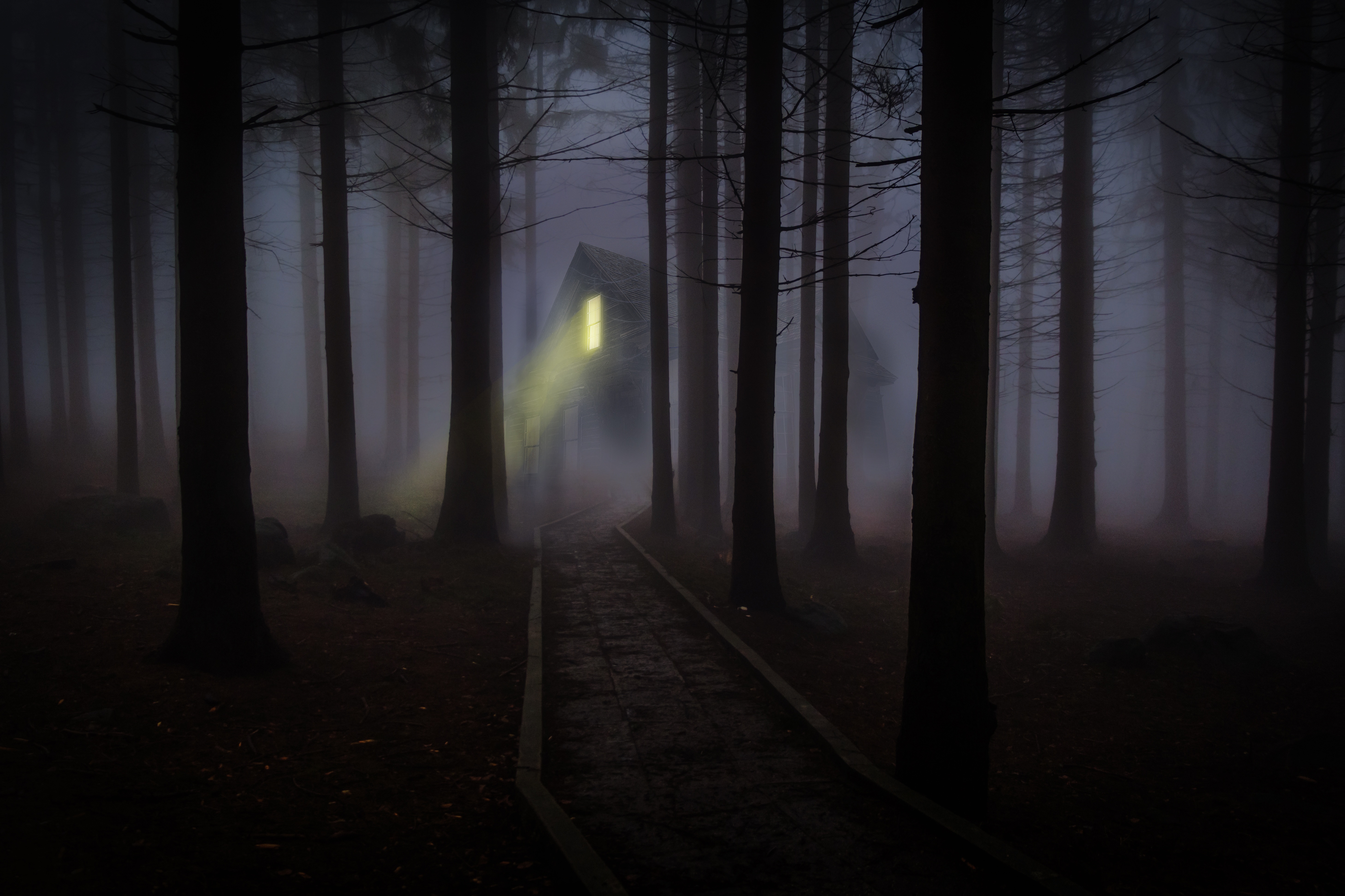 Wallpapers dark forest scary light on the desktop