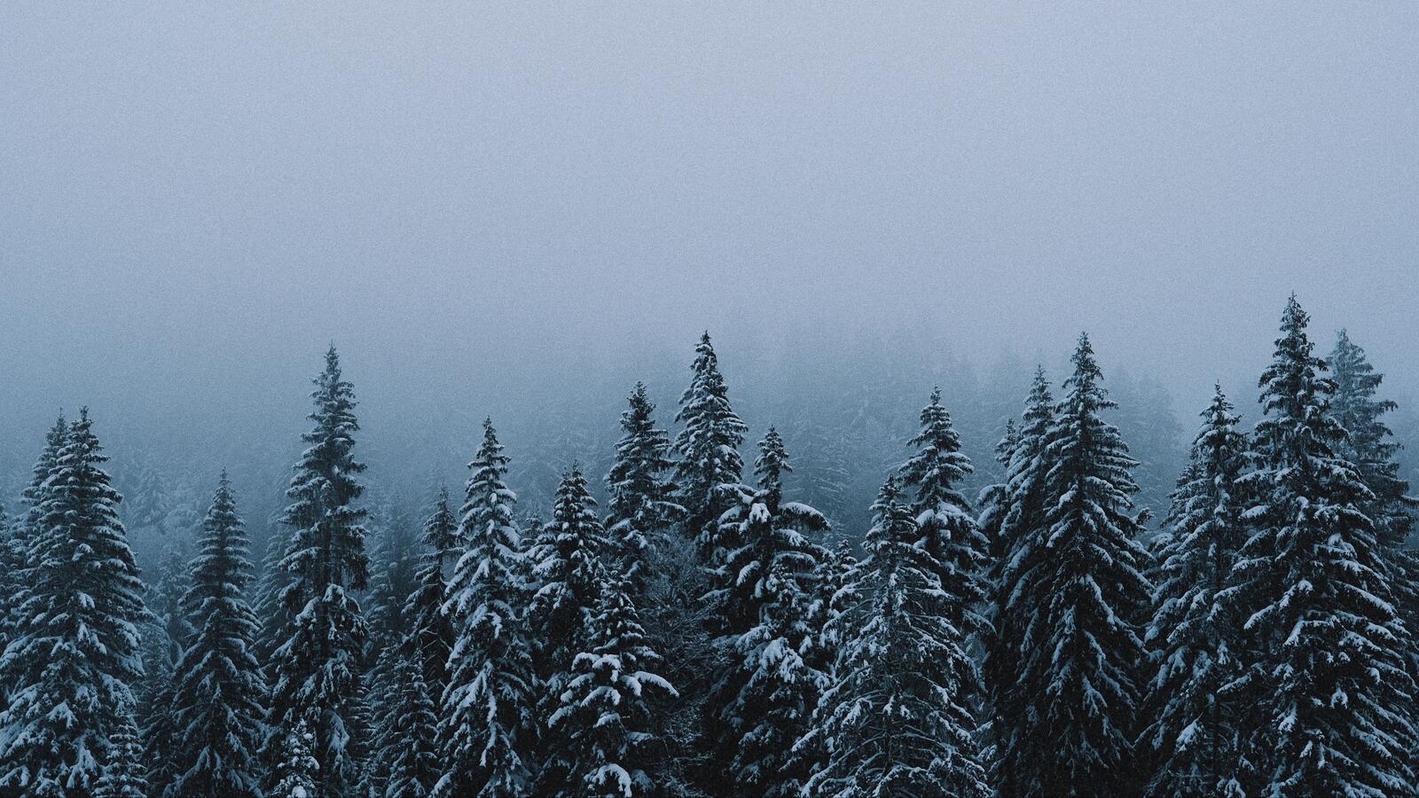 Wallpapers snow fog fir-trees on the desktop