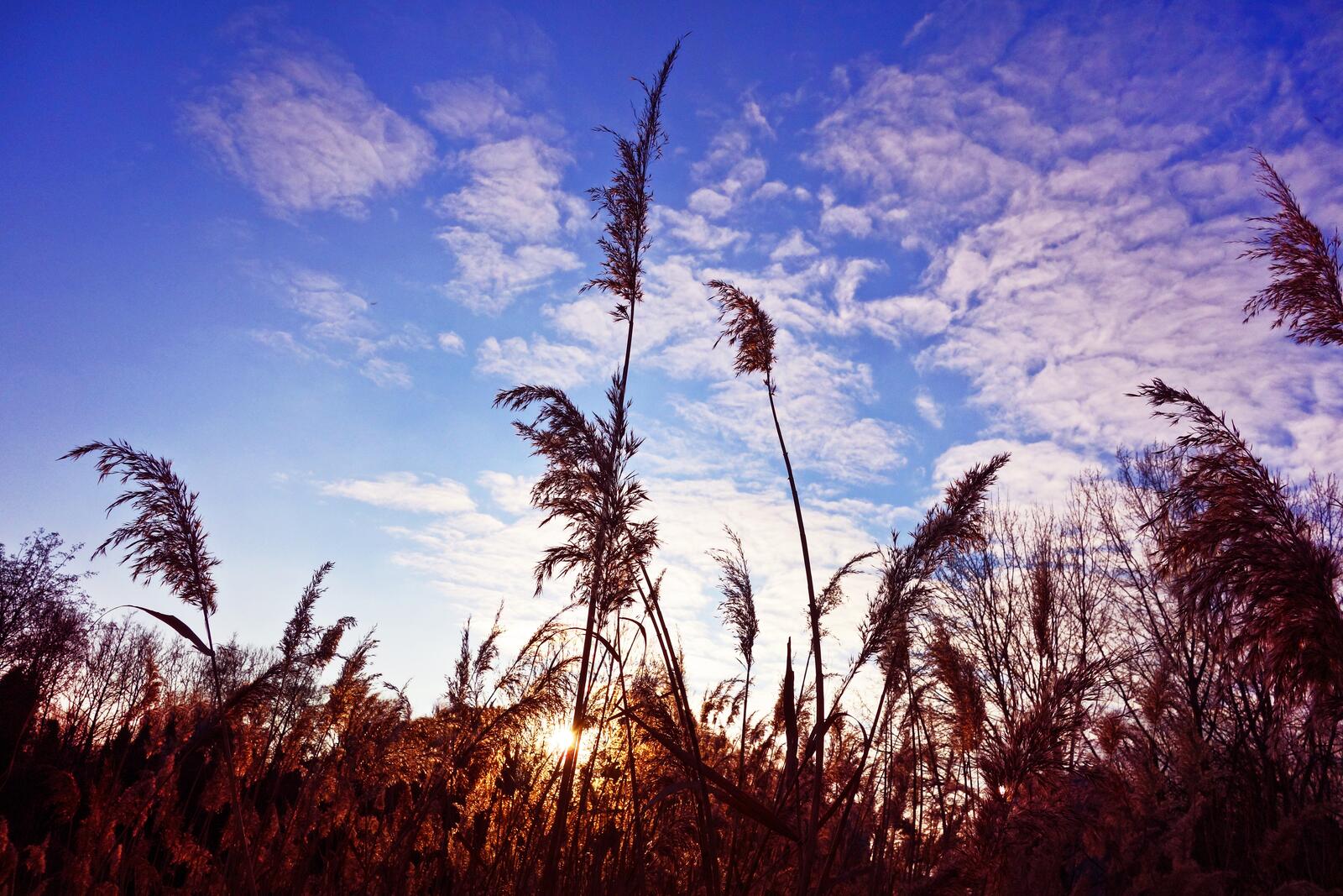 Free photo Autumn grass and sky