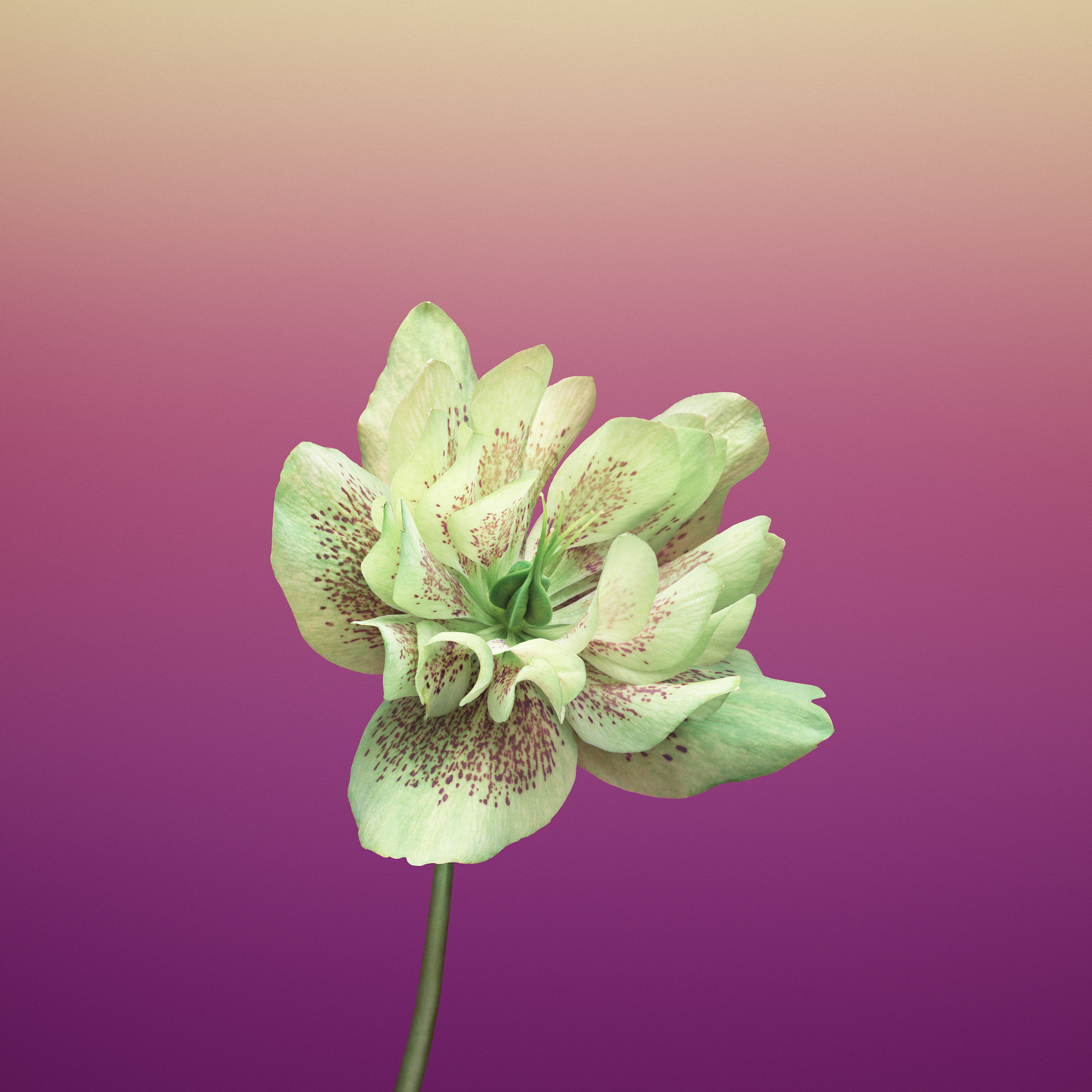 Фото бесплатно цветок, лепестки, заставка