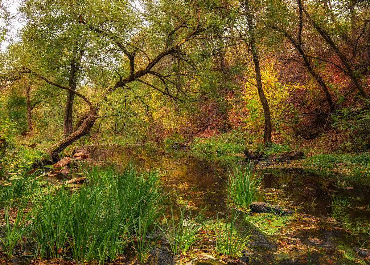 A wallpaper of beautiful forest, pond, trees, telephone