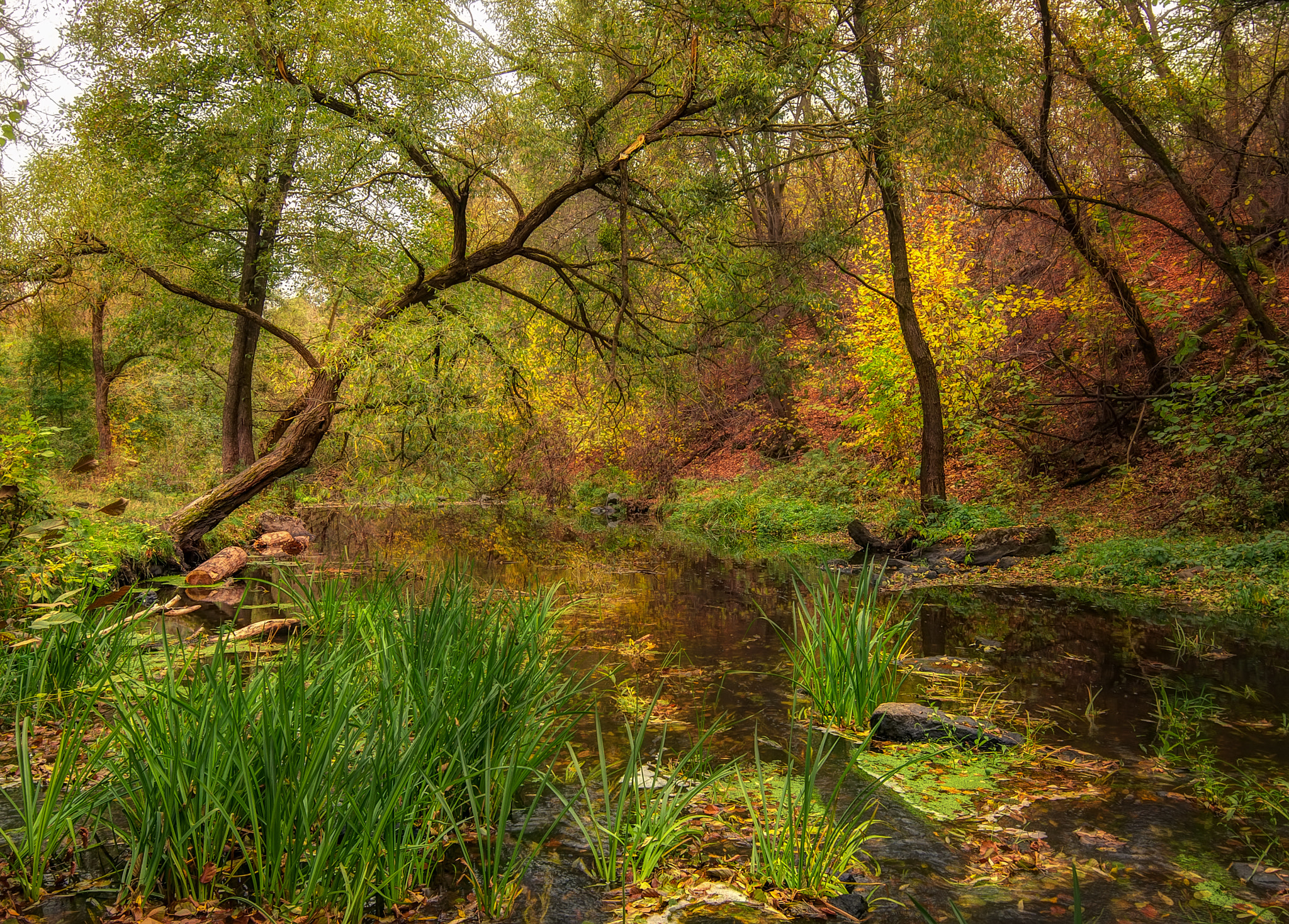 Free photo A wallpaper of beautiful forest, pond, trees, telephone