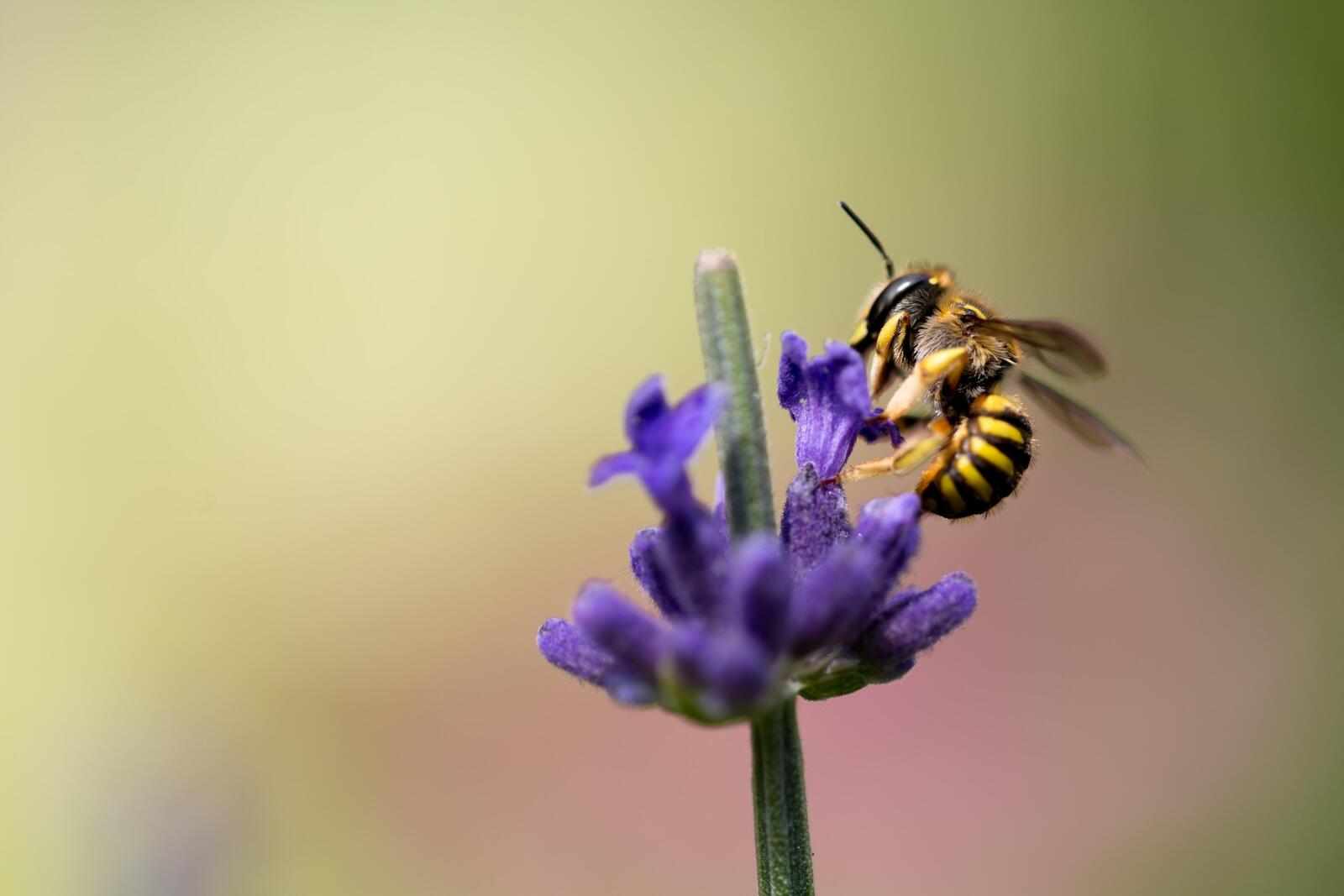 Wallpapers bee nectar invertebrate on the desktop