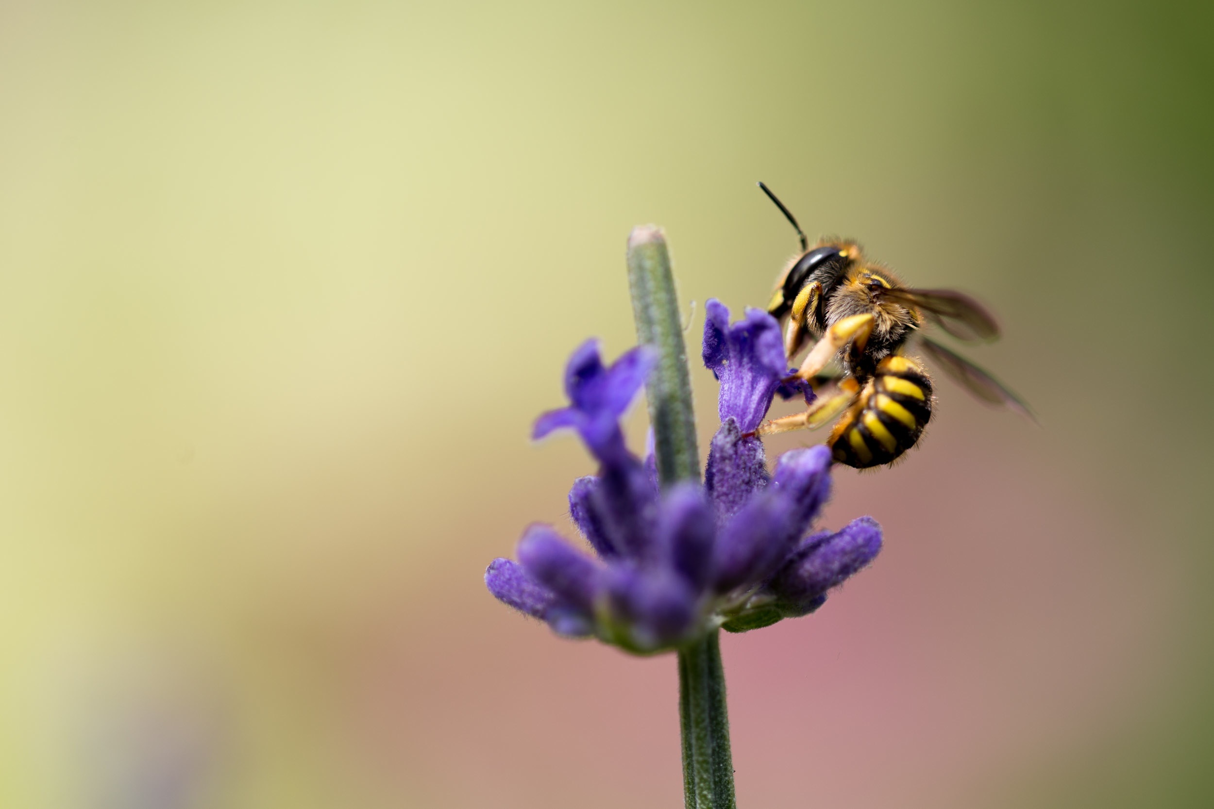 Фото бесплатно пчела, нектар, беспозвоночный