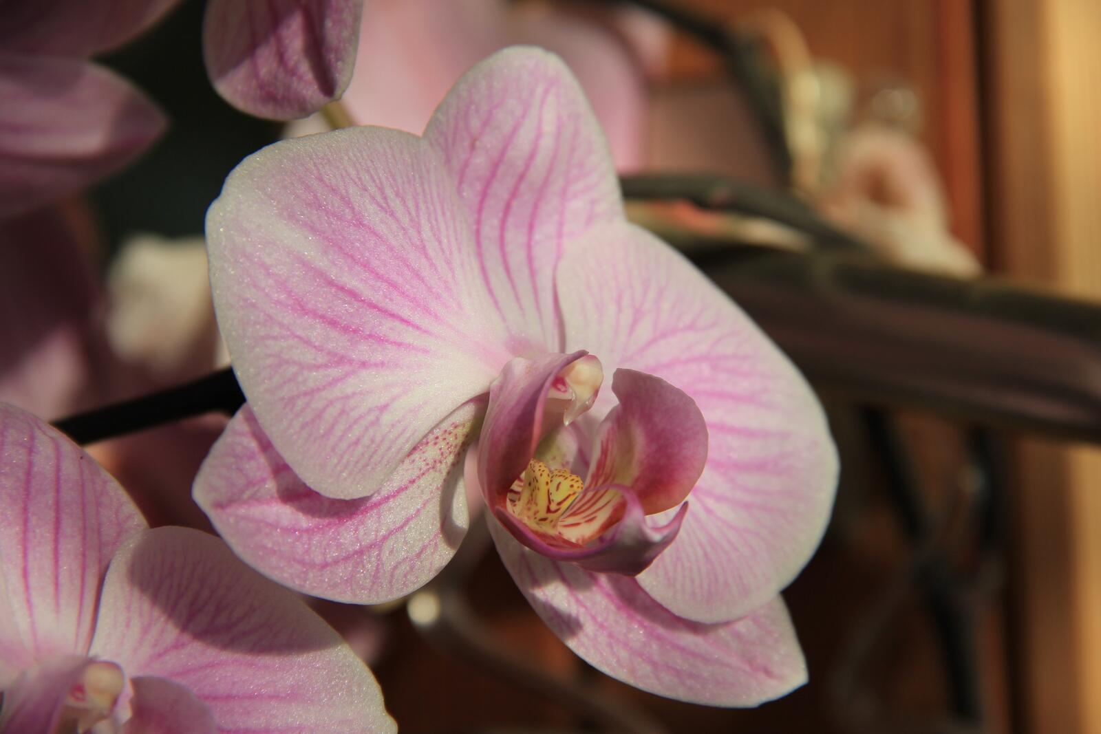 Обои лепестки близко обои розовая орхидея на рабочий стол