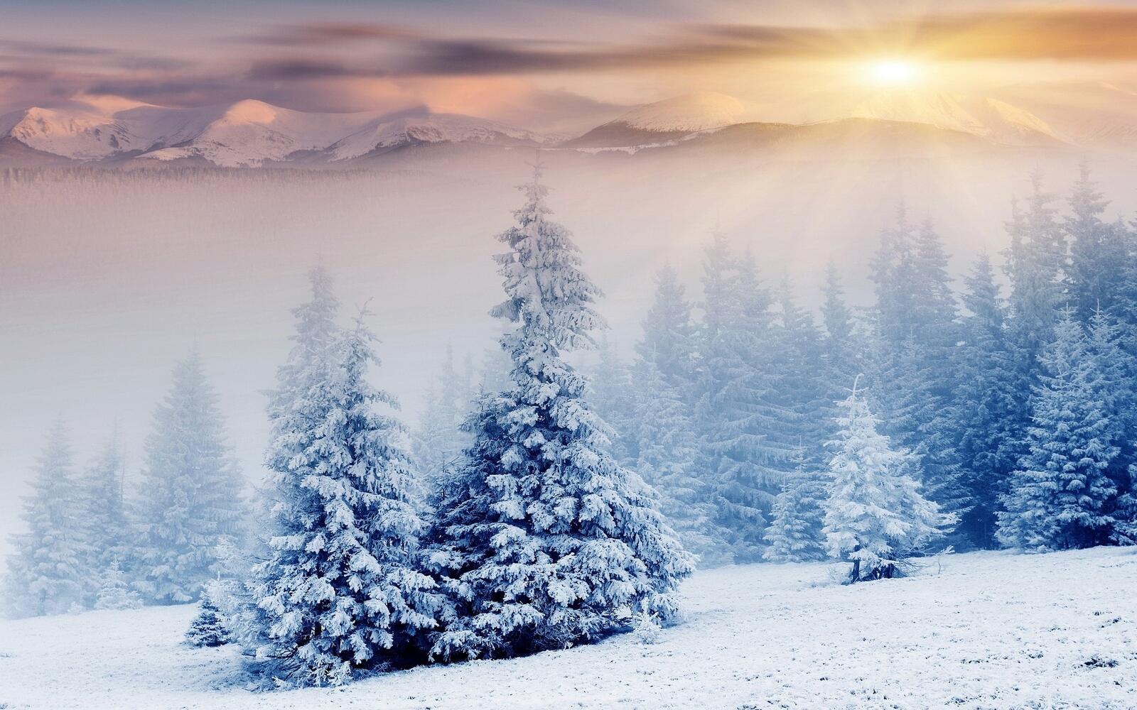 Wallpapers snow trees slope on the desktop