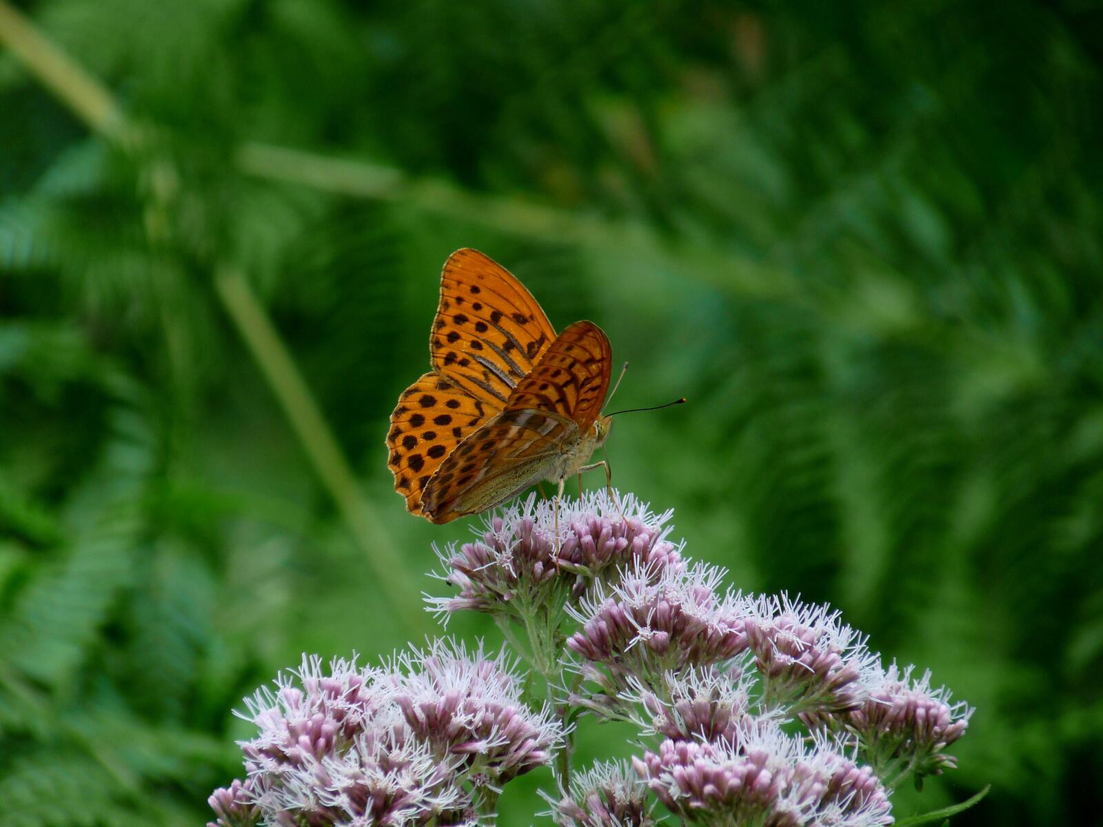 Бесплатное фото Бабочка леопардовой расцветки