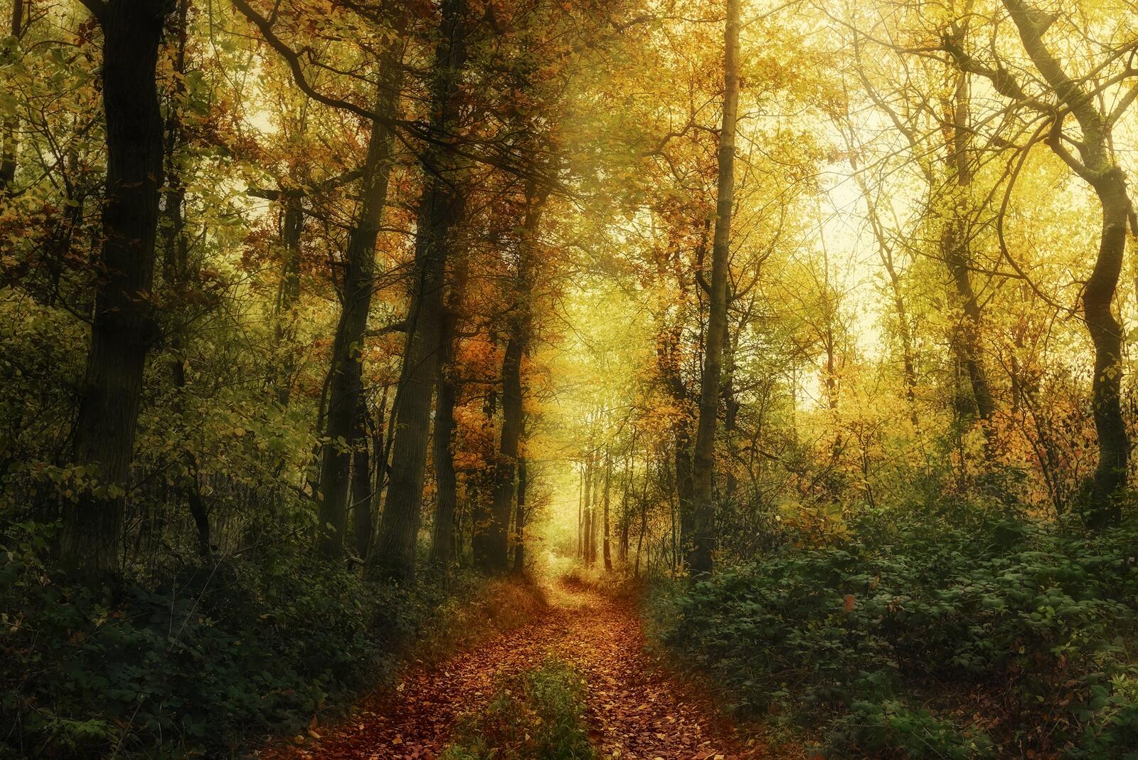 Бесплатное фото Обои осень, лес, дорога на рабочий стол высокого качества