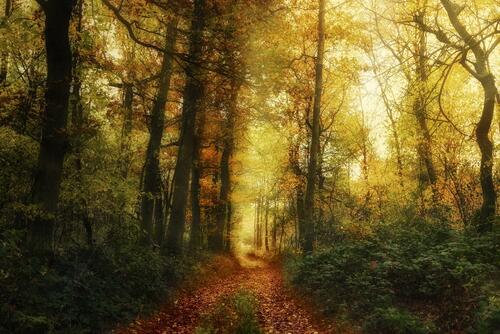 Обои осень, лес, дорога на рабочий стол высокого качества