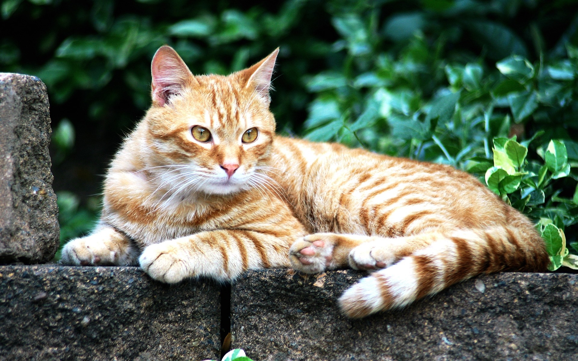 Photo free tabby cat, resting, stones