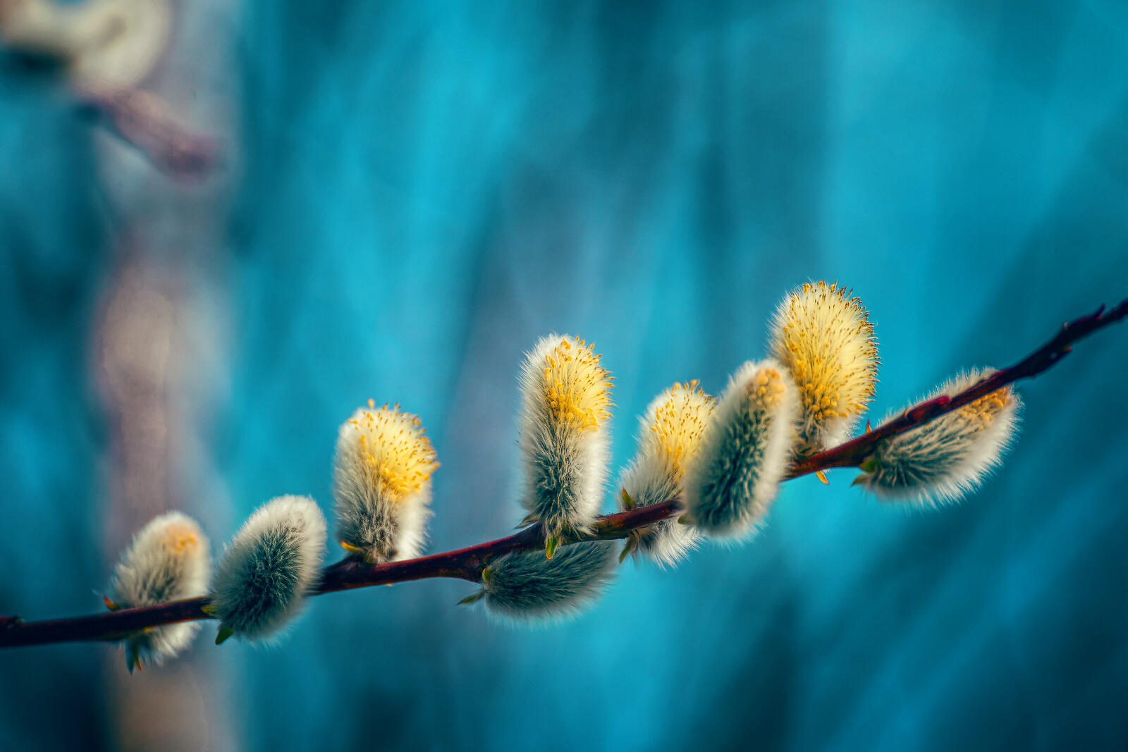 Wallpapers catkins of willow branch spring on the desktop