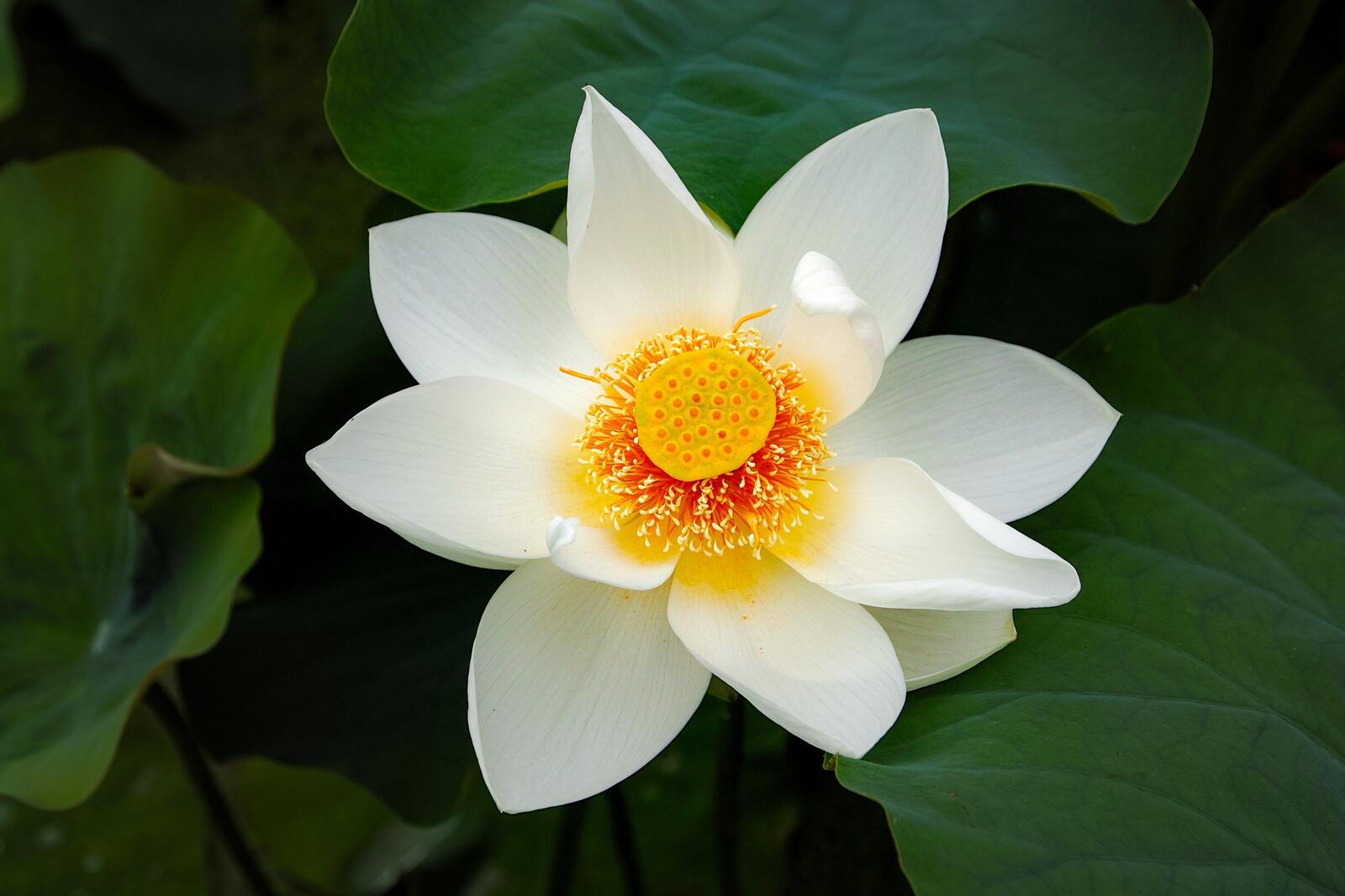 Wallpapers water lily white seeds on the desktop