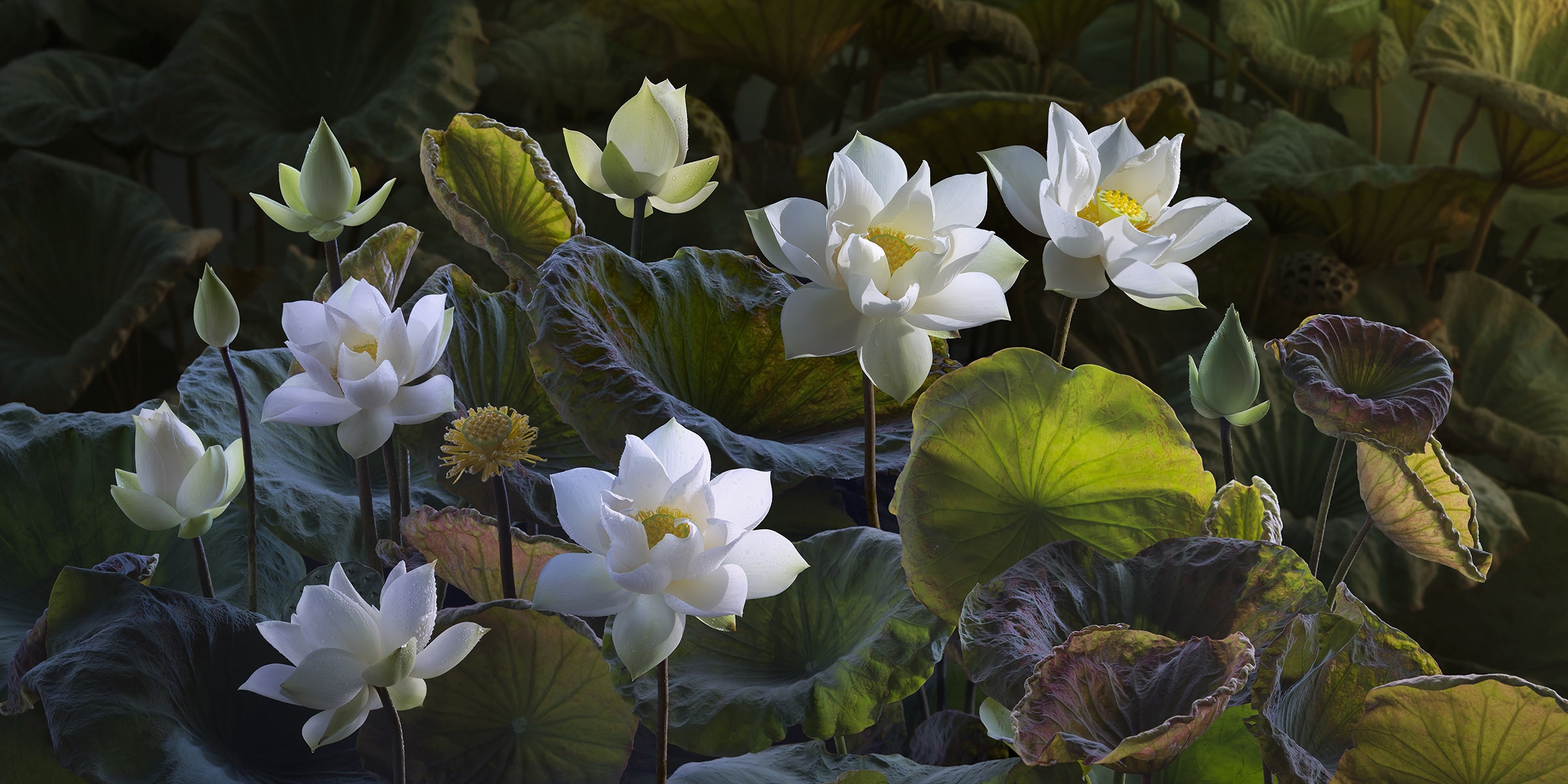 Wallpapers buds white lotuses on the desktop