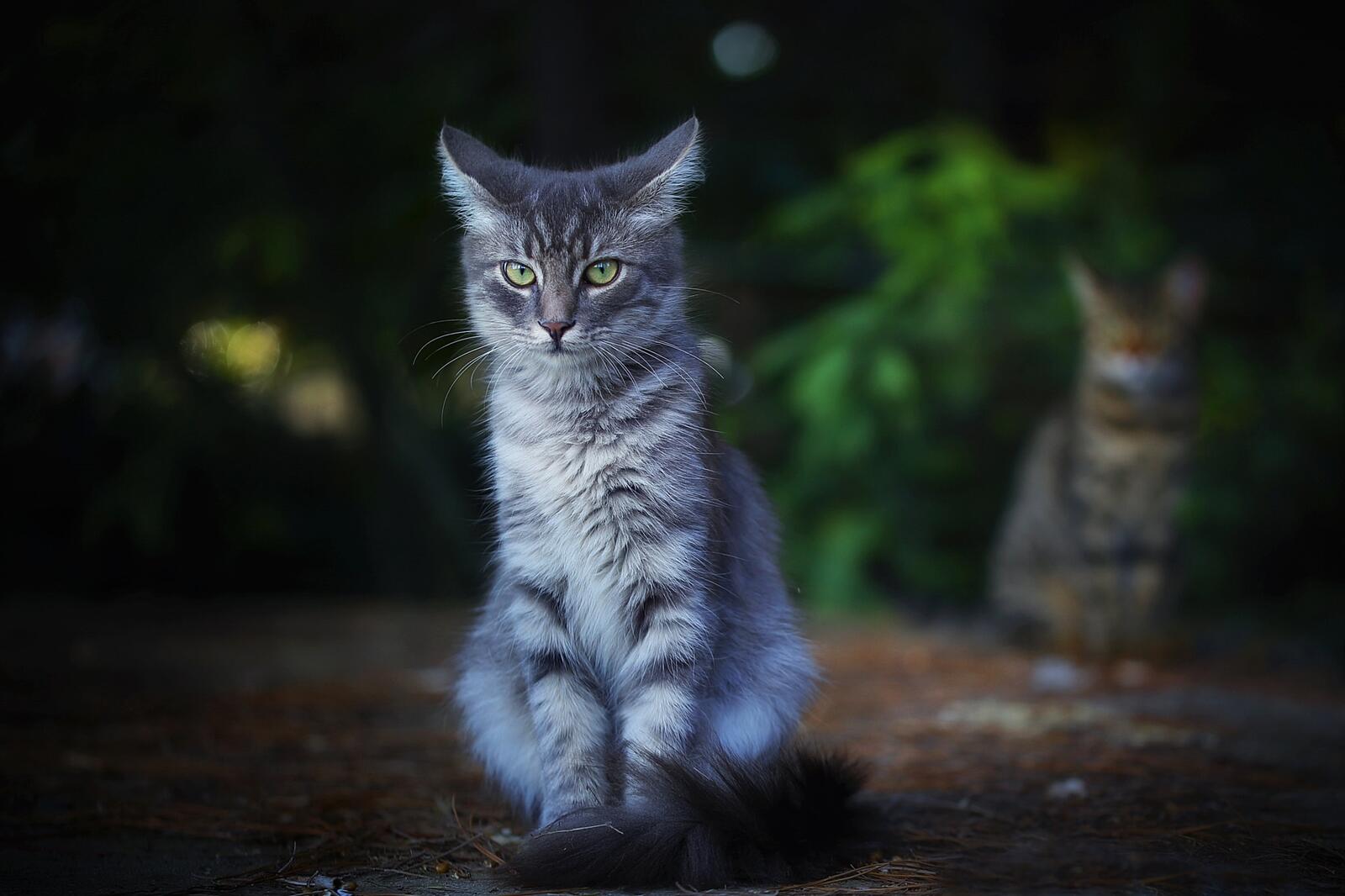 Бесплатное фото Серая домашняя кошка