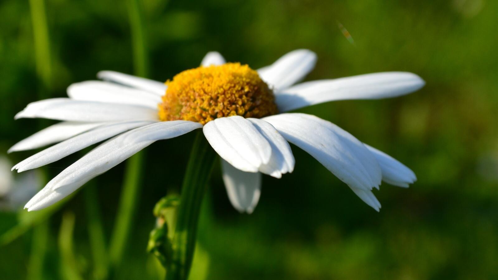 Wallpapers chamomile petals summer flowers on the desktop