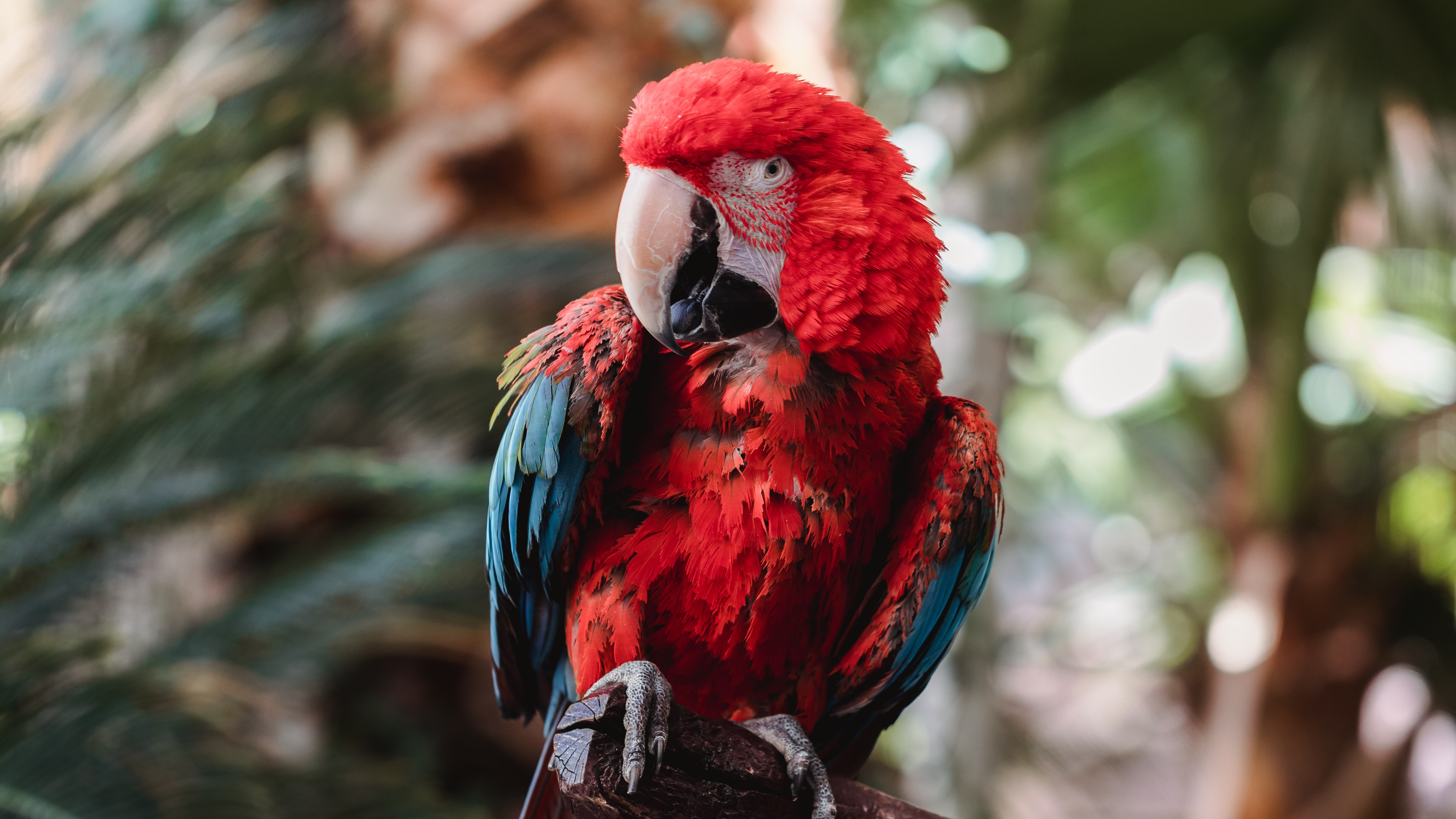 Wallpapers Macaw branch red parrot on the desktop