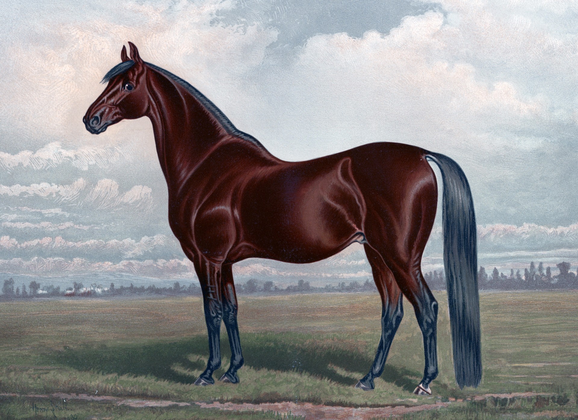 Photo free painting, animals, horse
