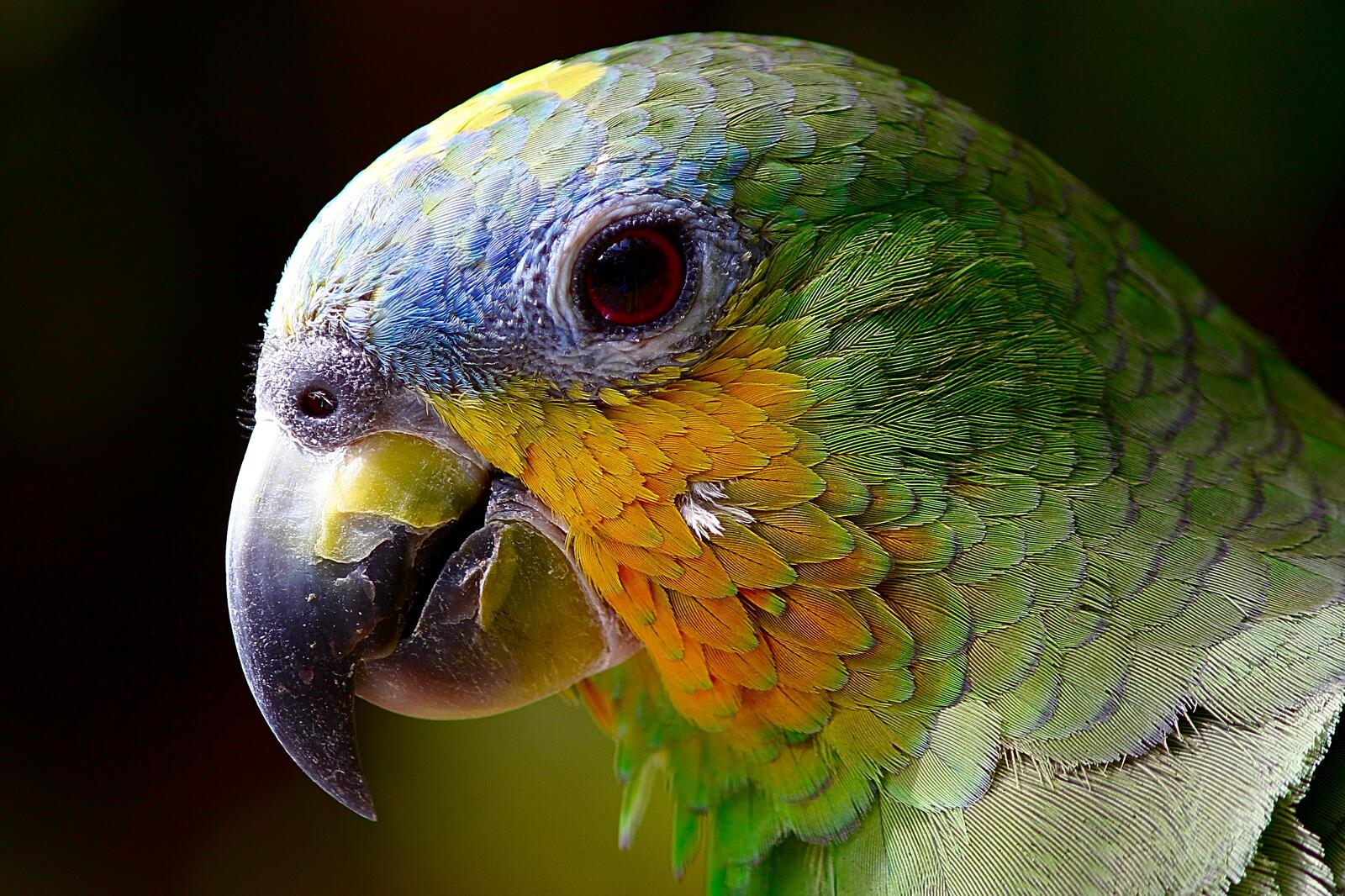 Free photo Close-up of a parrot