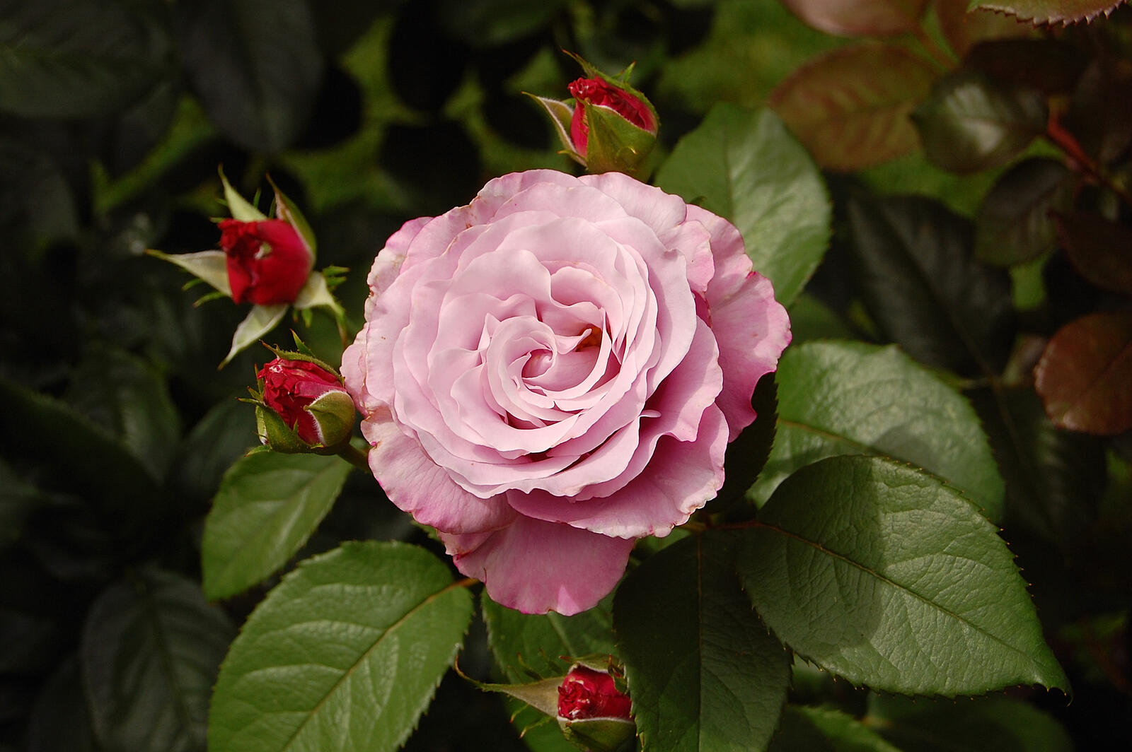 Обои розовая роза ветка цветы на рабочий стол