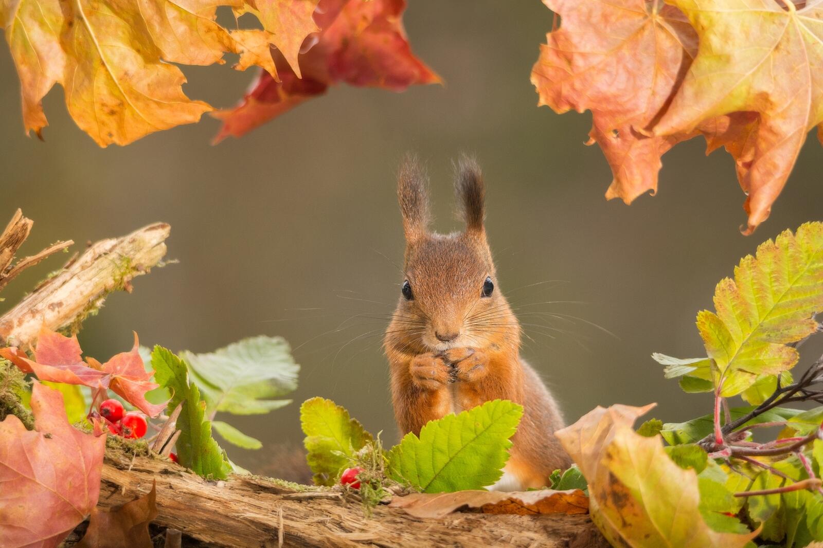 Wallpapers squirrel eating leaves on the desktop