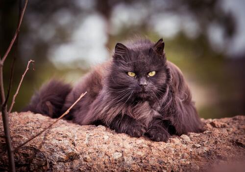 Нибелунг черная кошка азиатка