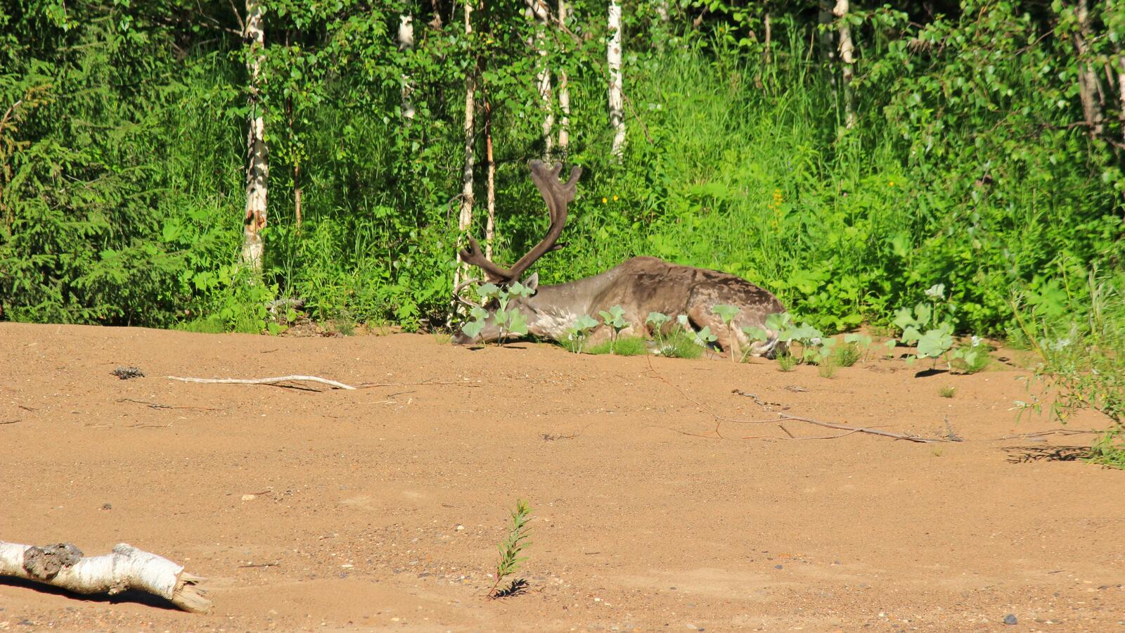 免费照片泰加河畔的野生驯鹿
