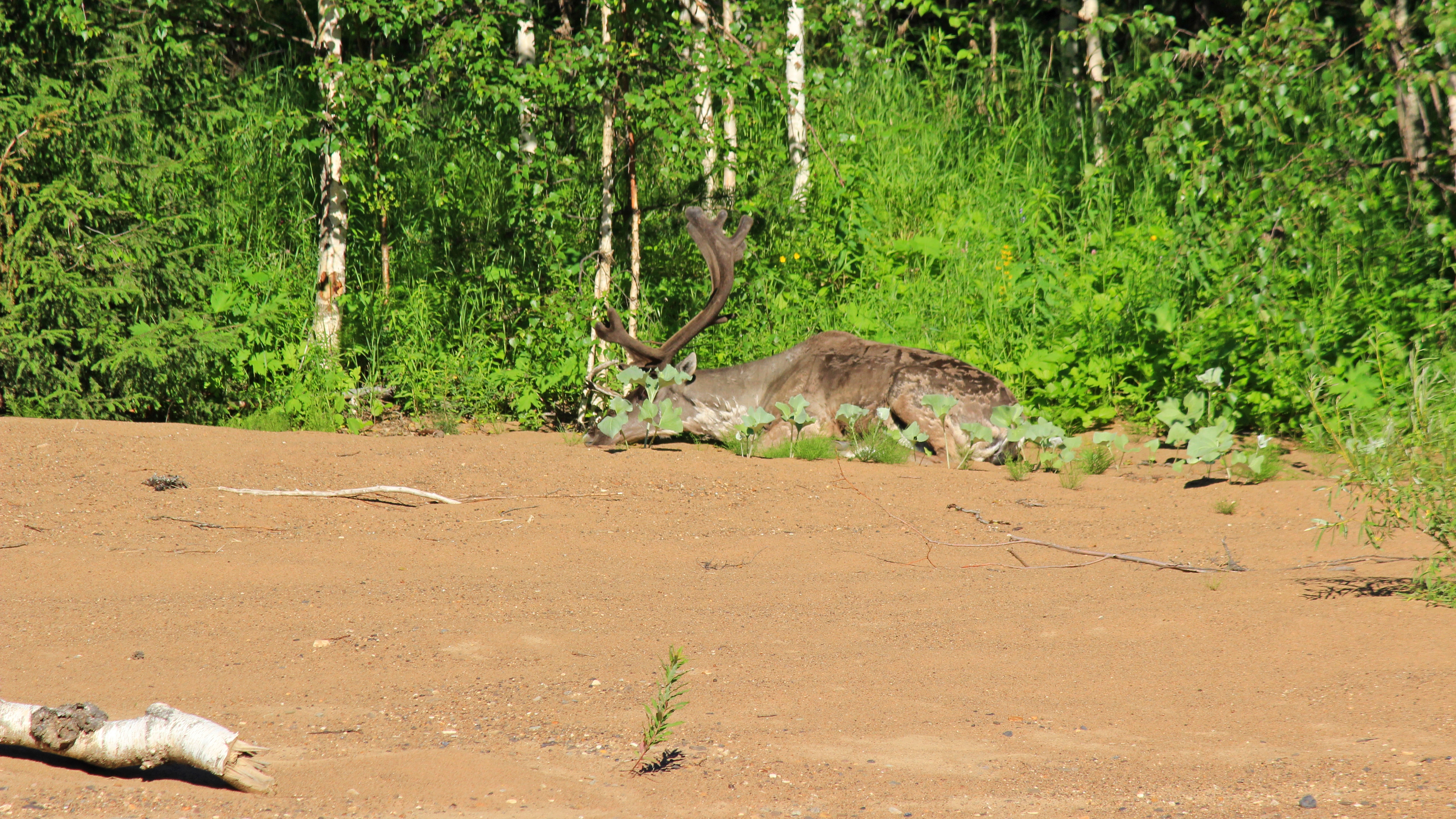 Бесплатное фото Дикий северный олень на берегу таёжной речки