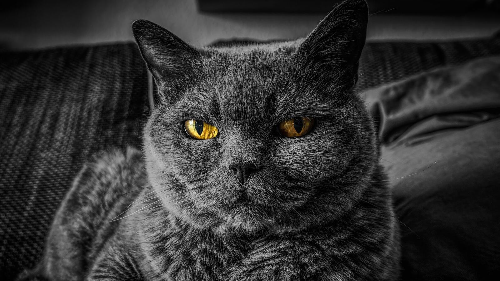 Wallpapers monochrome lying majestic cat on the desktop