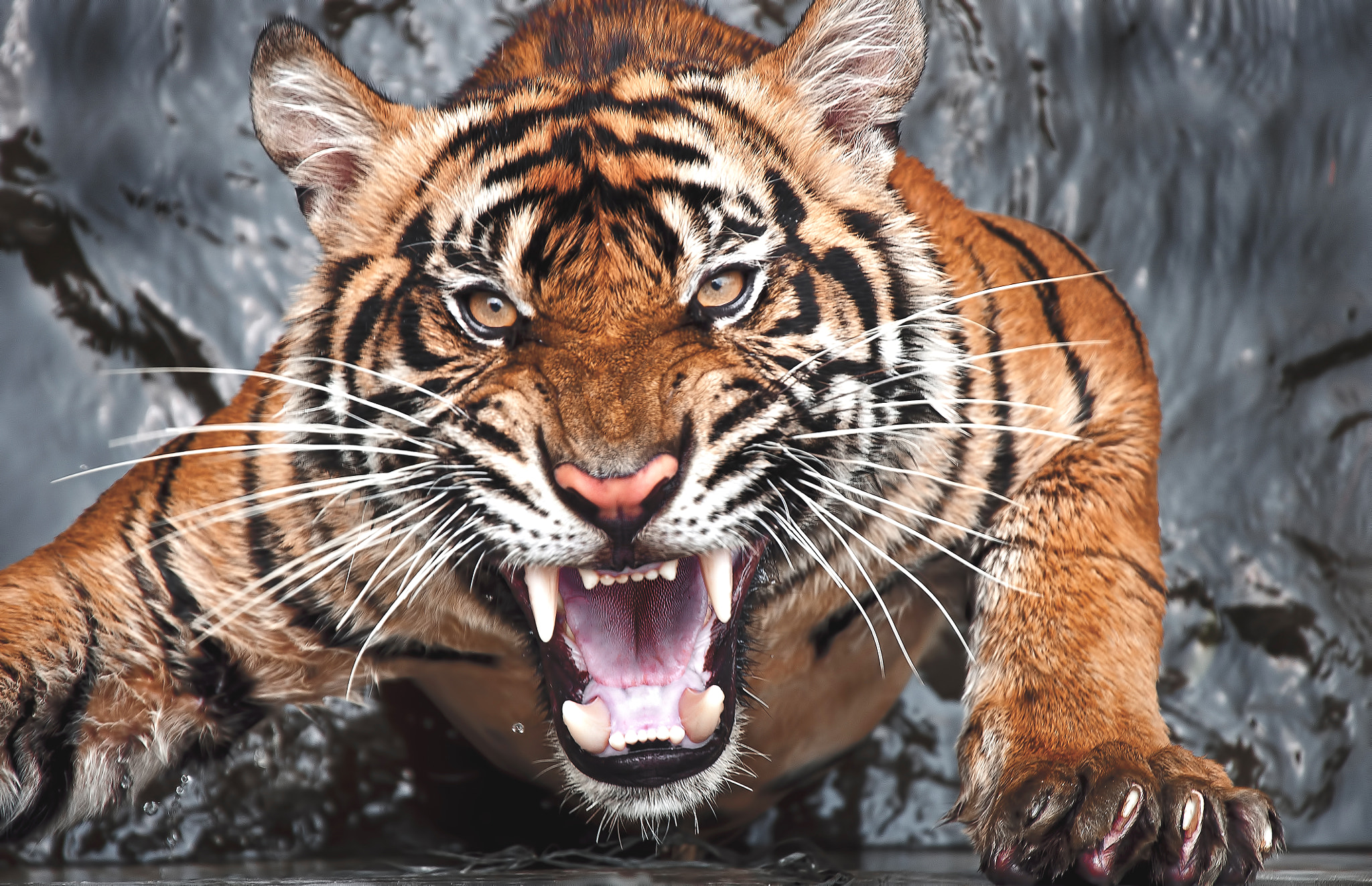 Photo free tiger, teeth, predator