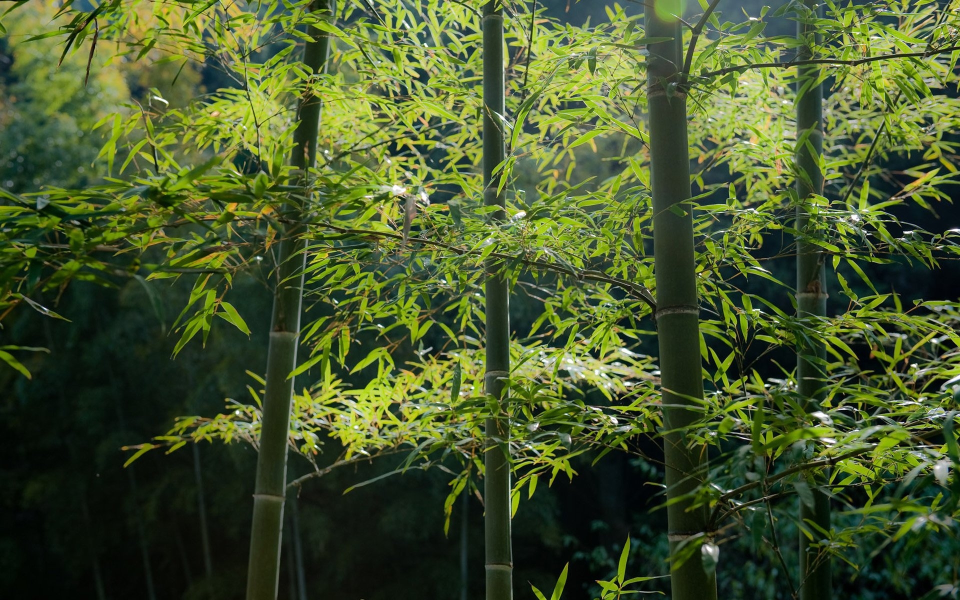 Wallpapers japan forest plants on the desktop