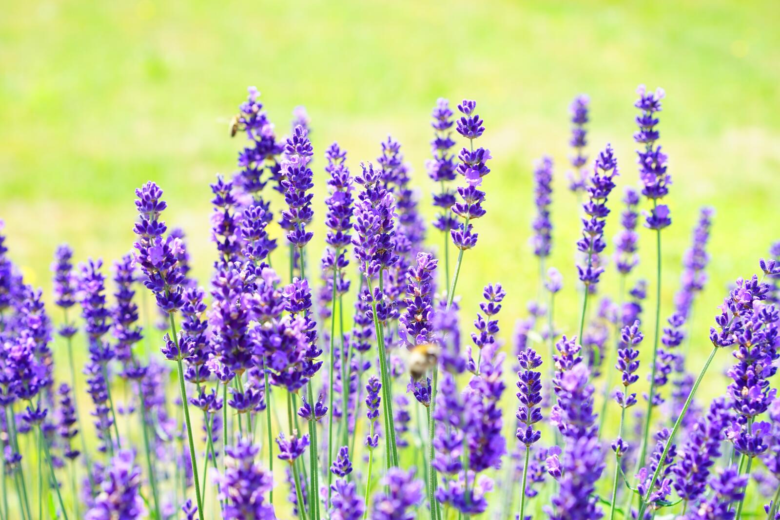 Wallpapers lavender flowers flora fragrance on the desktop