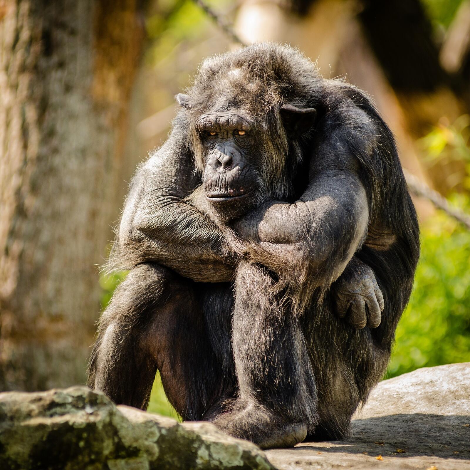 Обои западная горилла примат зоопарк на рабочий стол