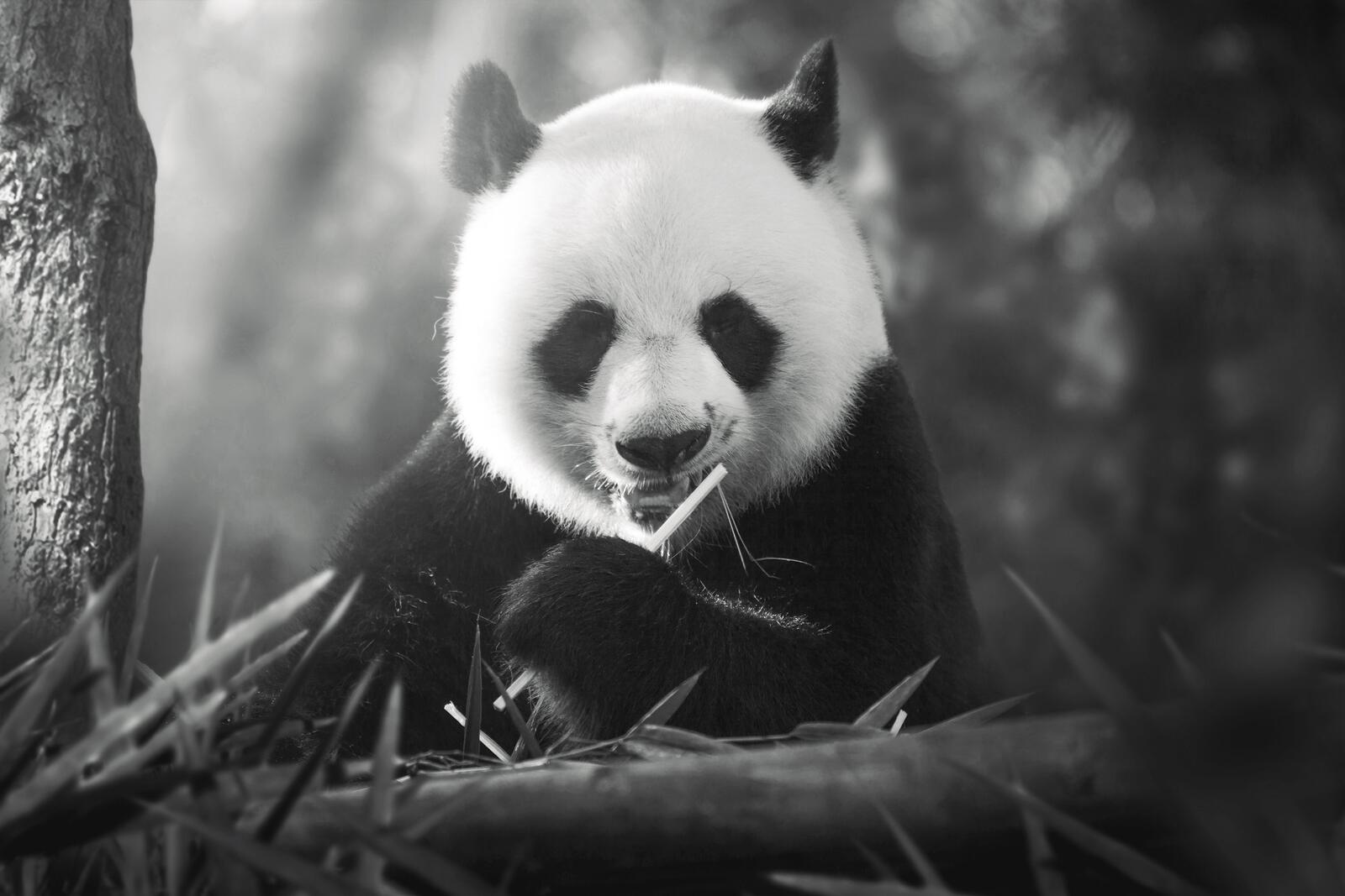 Wallpapers panda monochrome fluffy on the desktop