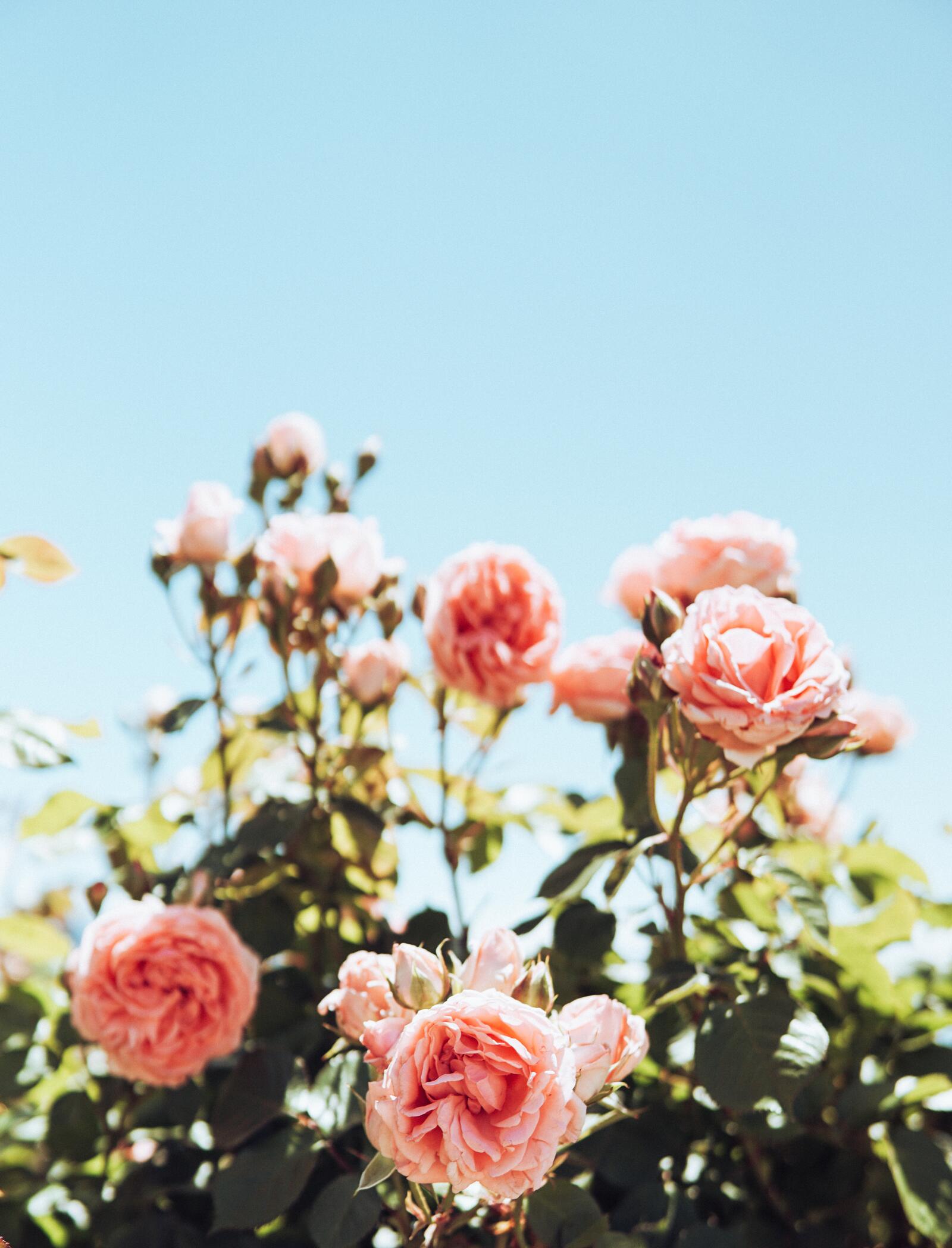 Обои розовые розы ясное небо цветение на рабочий стол
