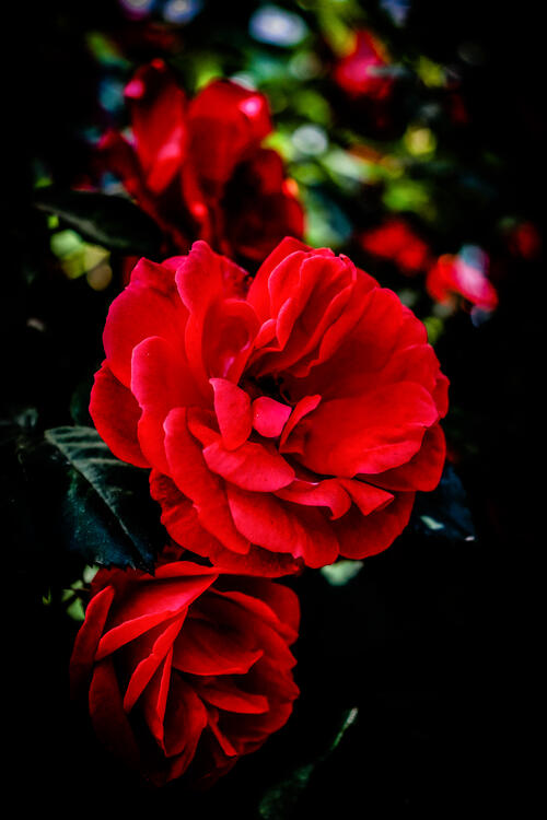 Blossoming red roses