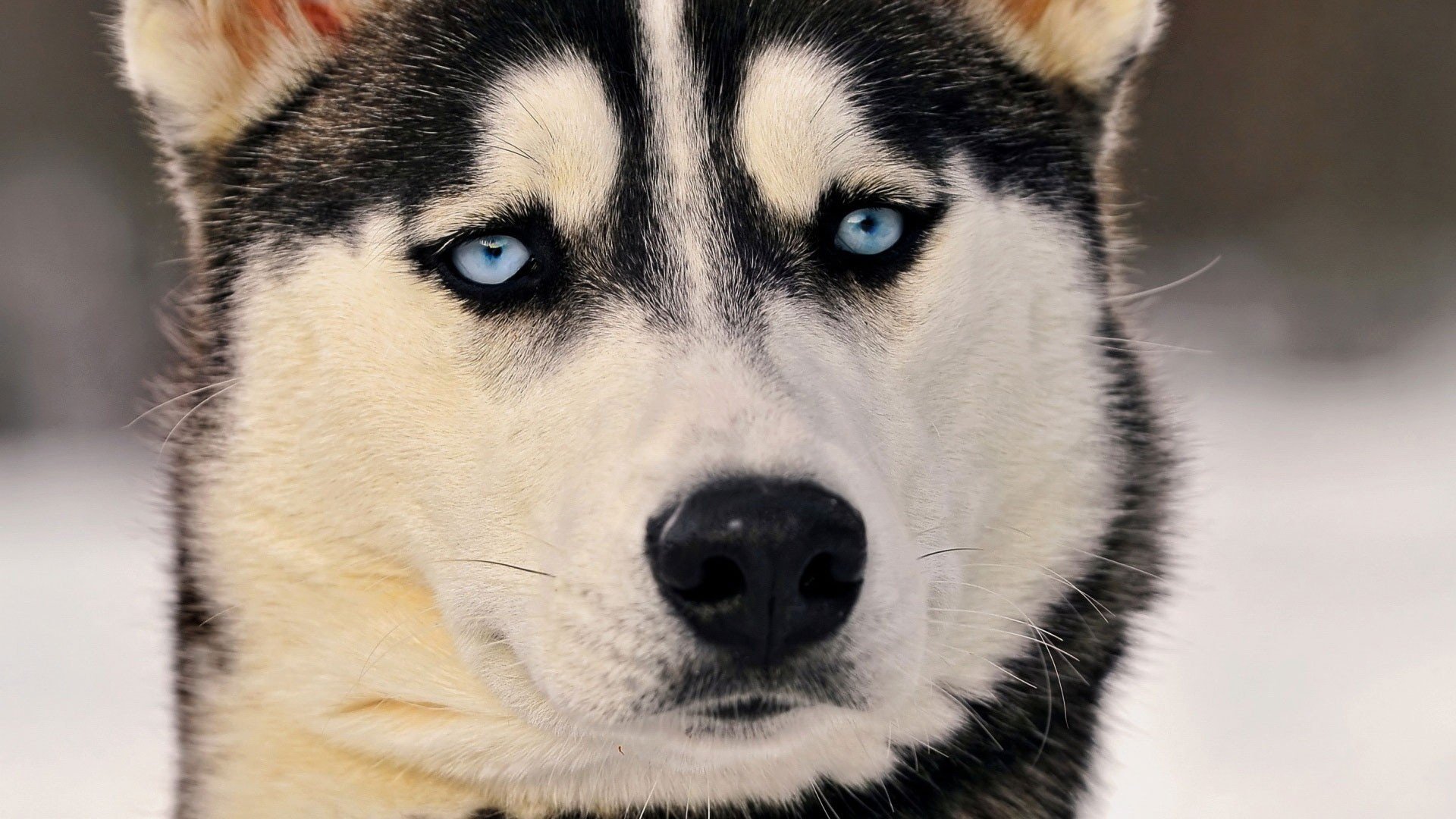Фото бесплатно сибирский хаски, животные, собака